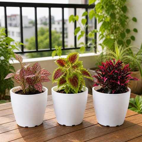 Set of 3 Colorful Foliage Plants – Hypoestes, Coleus & Alternenthera (any color) Plant in 4 Inch Premium Sphere Plastic Pot | Decorative Plants