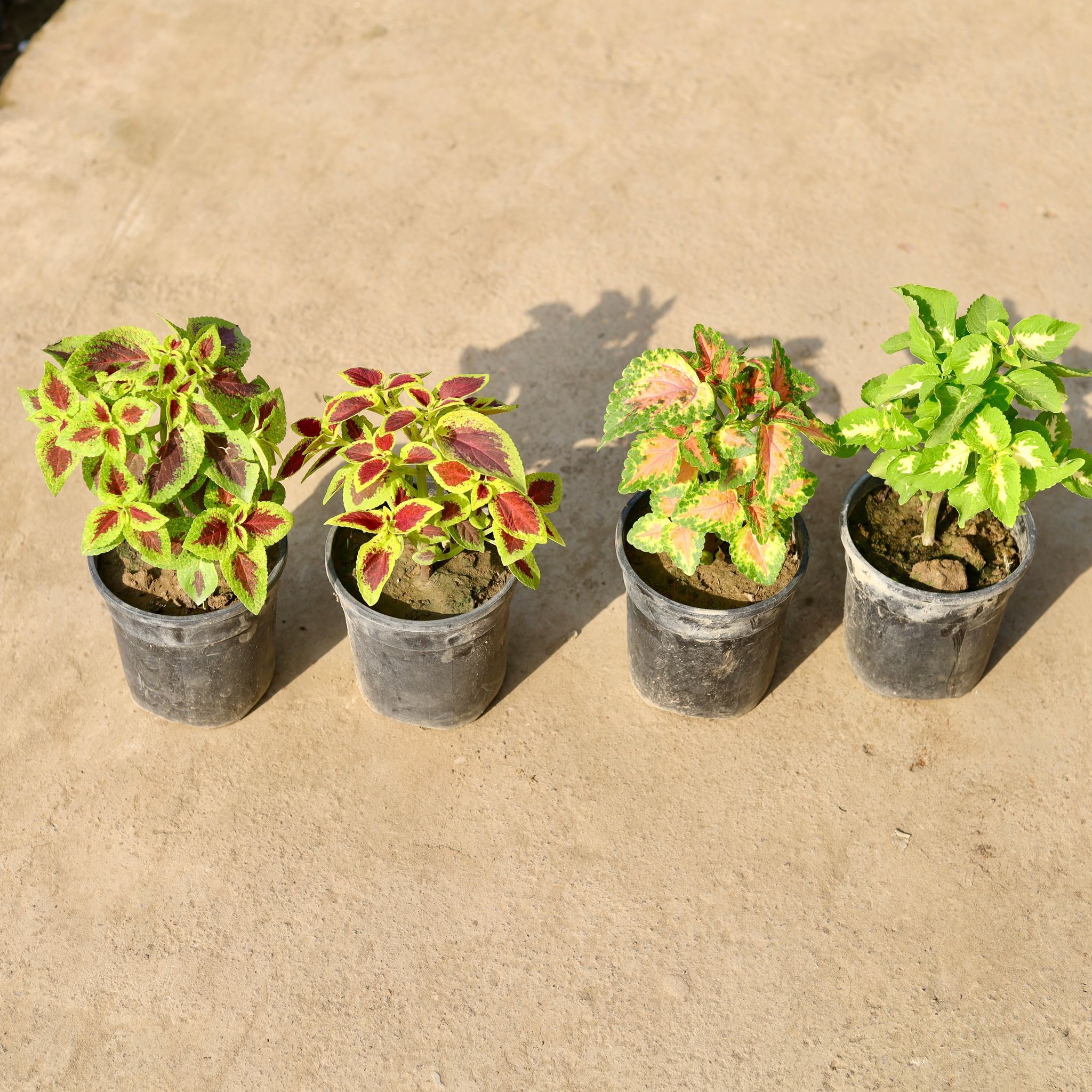Set of 4 - Coleus (any colour & design) in 5 Inch Nursery Pot