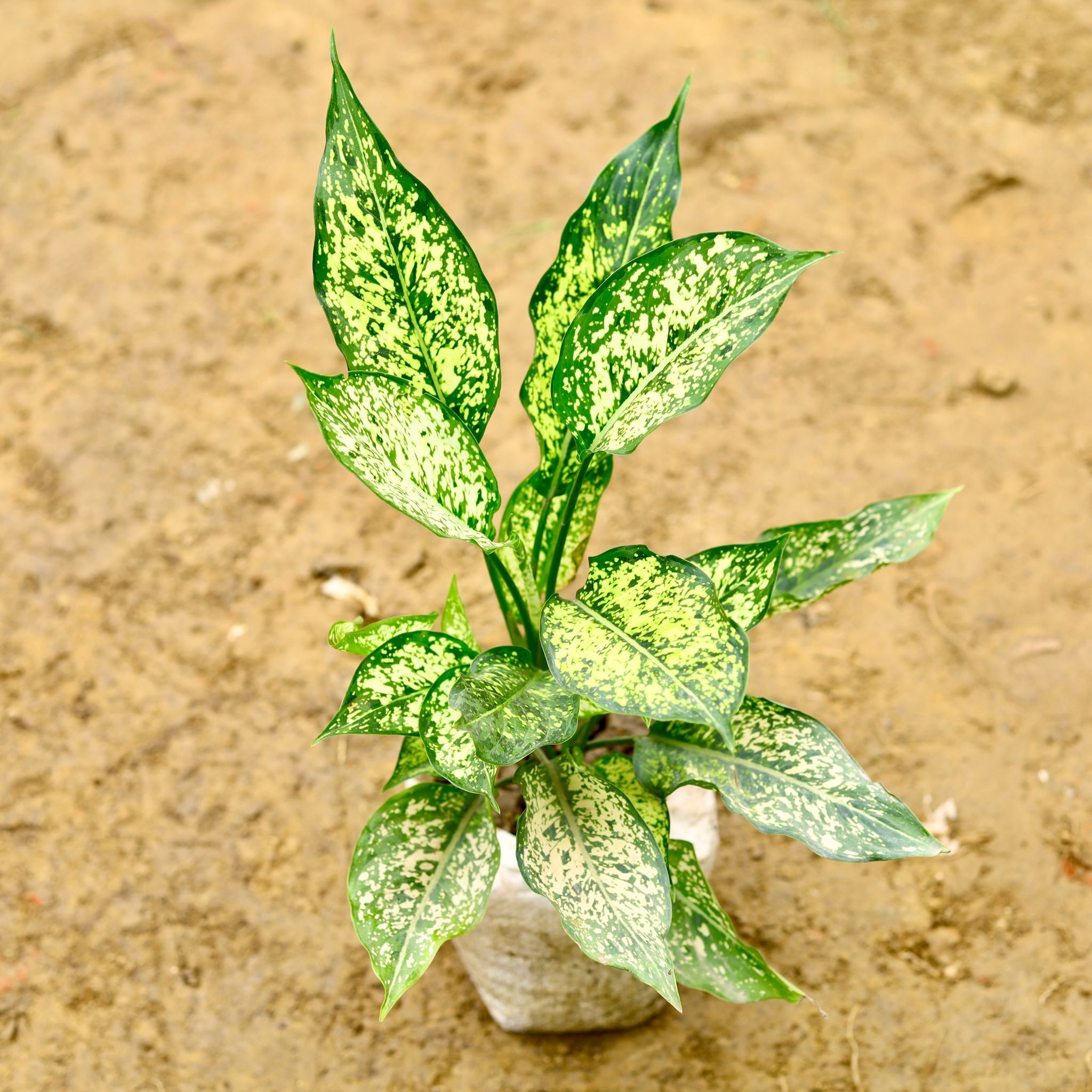 Aglaonema Snow White in 7 Inch Nursery Bag