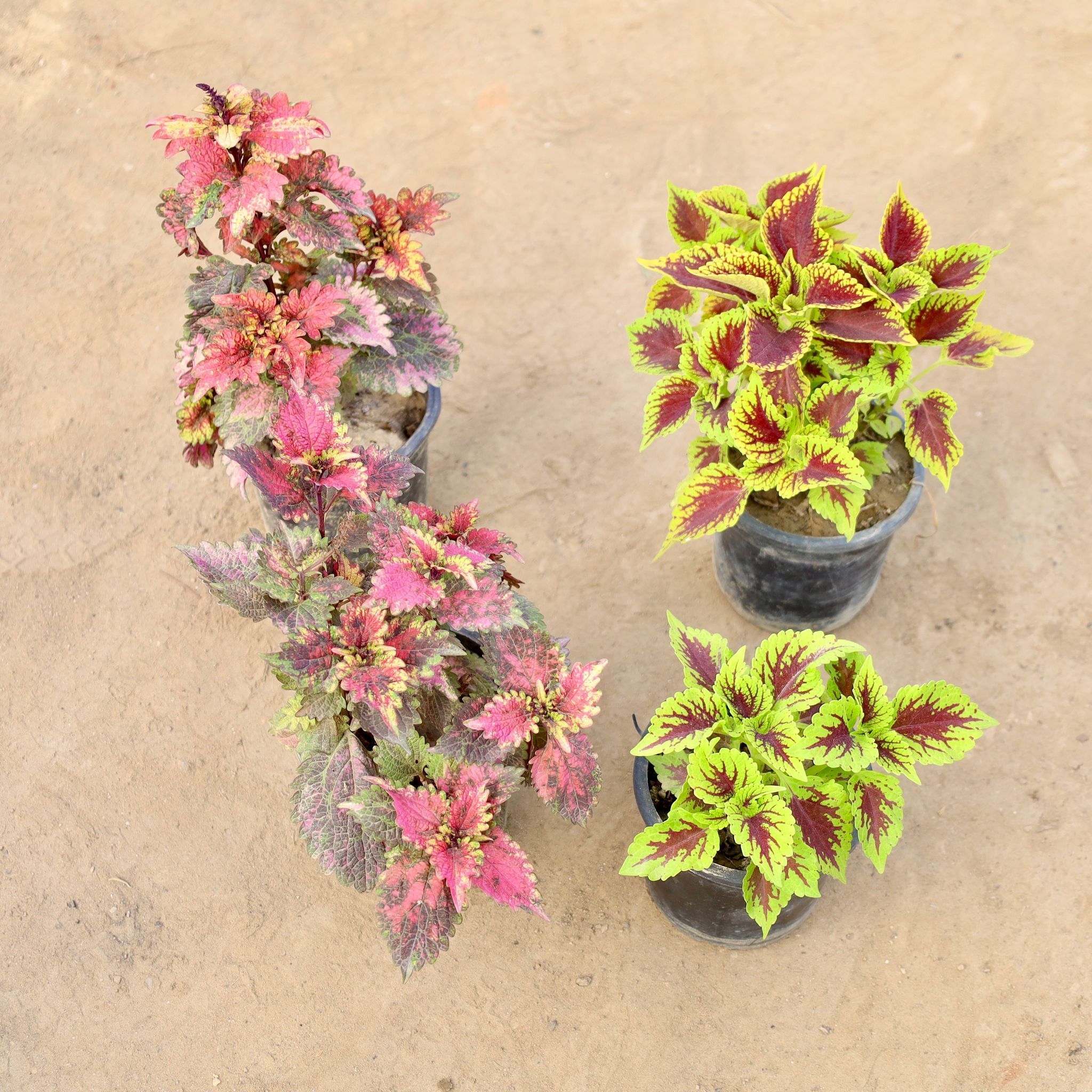 Set of 4 - Coleus Red & Coleus Green in 4 Inch Nursery Pot