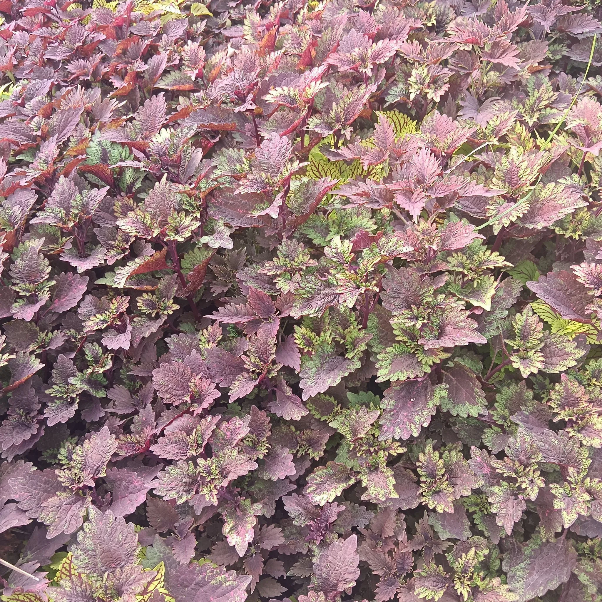 Set of 40 - Coleus (any design)in 3 Inch Nursery Bag