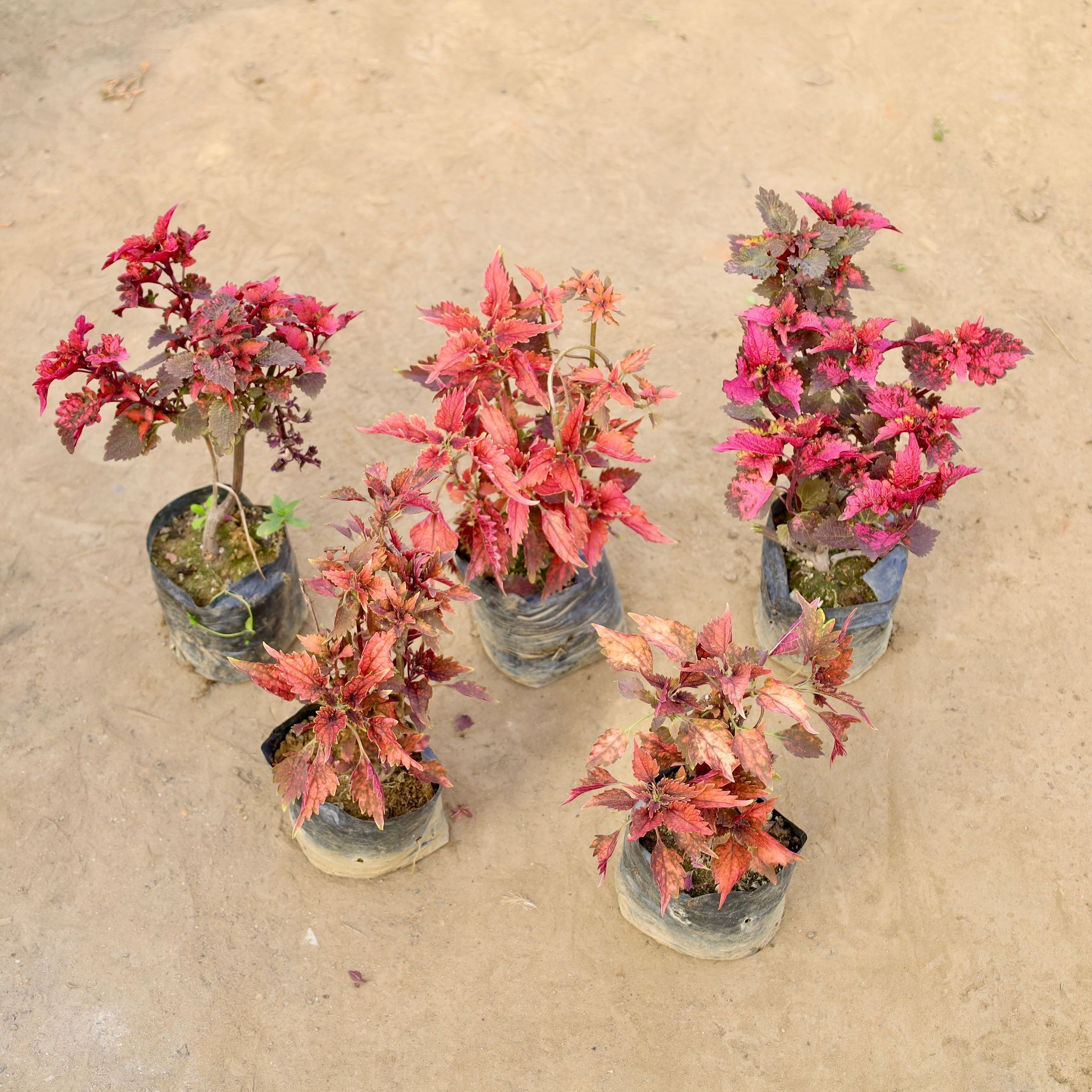 Set of 5 - Coleus (Any Colour) in 4 Inch Nursery bag