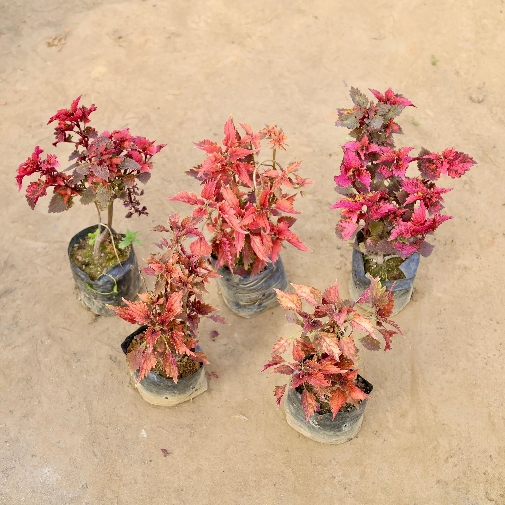 Set of 5 - Coleus (Any Colour) in 4 Inch Nursery bag