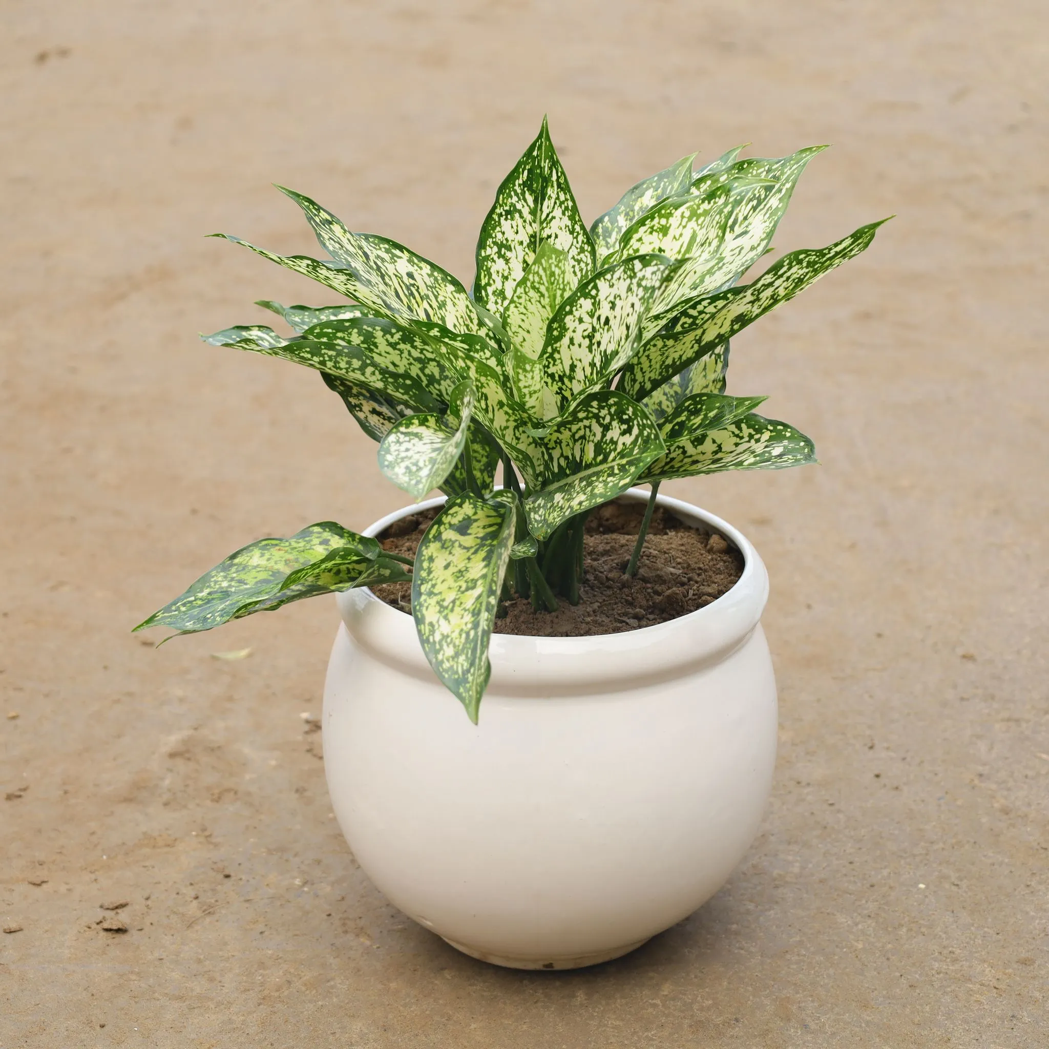 Aglaonema Snow White In 7 Inch White Classy Round Ceramic Pot