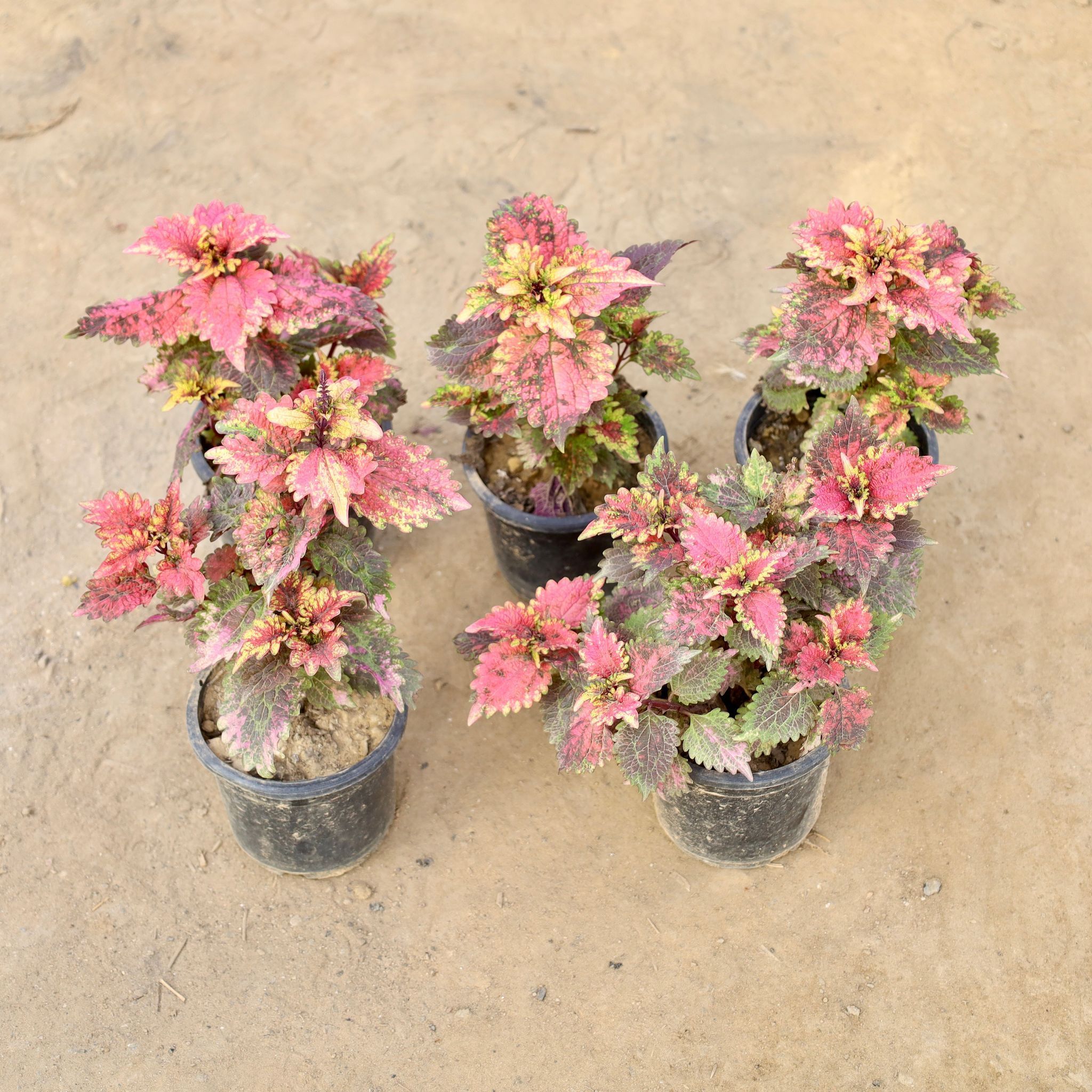 Set of 5 - Coleus Pink in 4 Inch Nursery bag