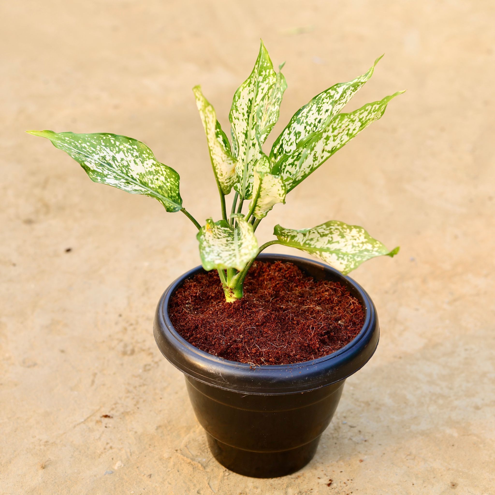 Aglaonema Snow White in 8 Inch Black Classy Plastic Pot