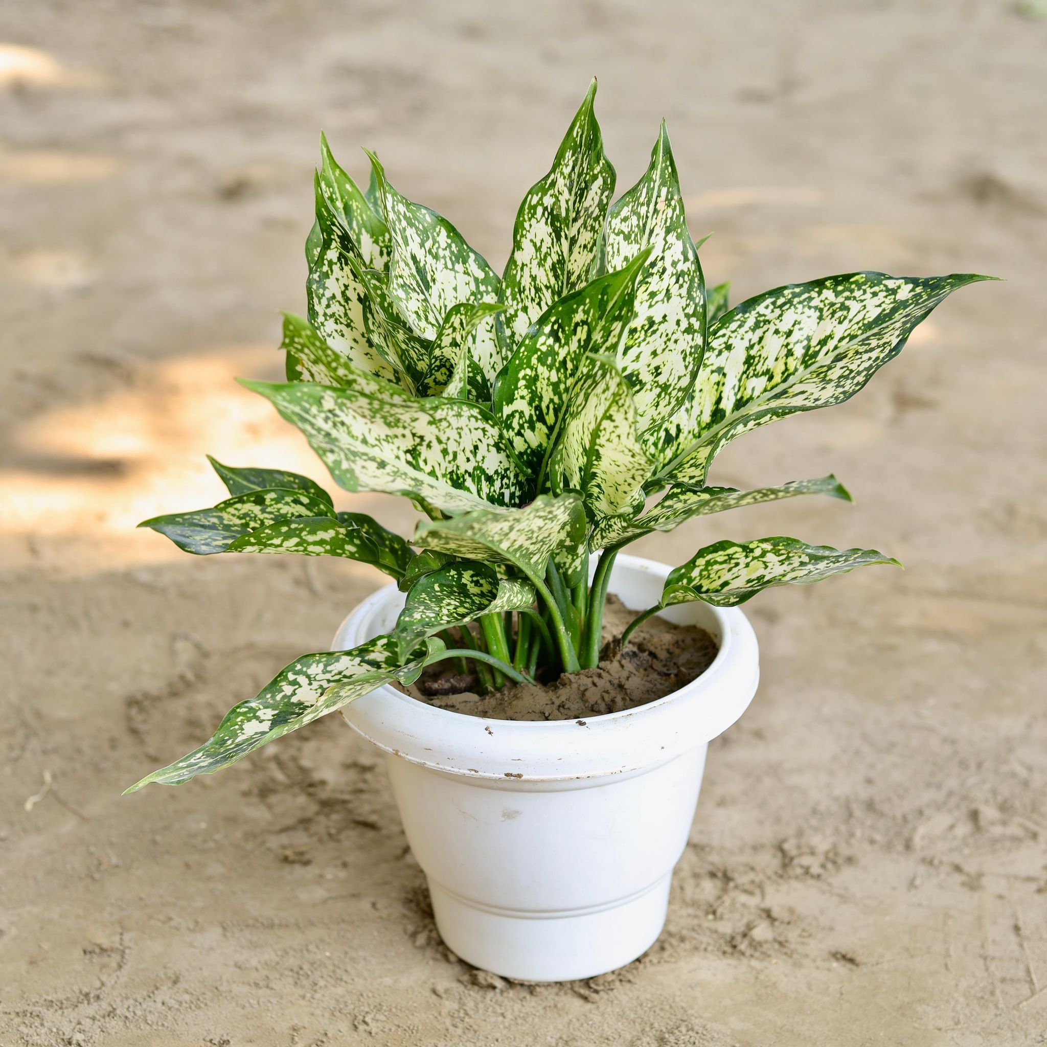 Aglaonema Snow White in 8 Inch Classy White Plastic Pot