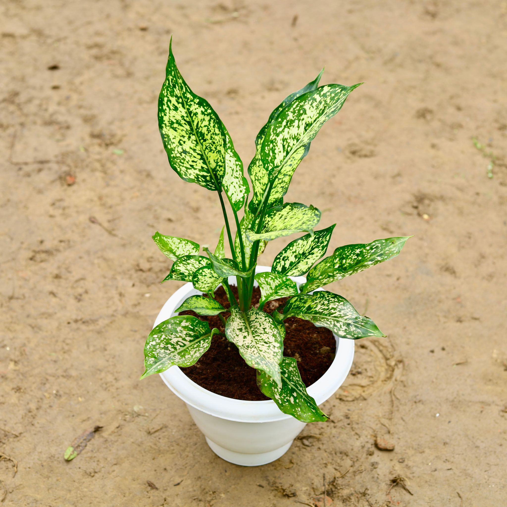 Aglaonema Snow White in 8 Inch Classy White Plastic Pot