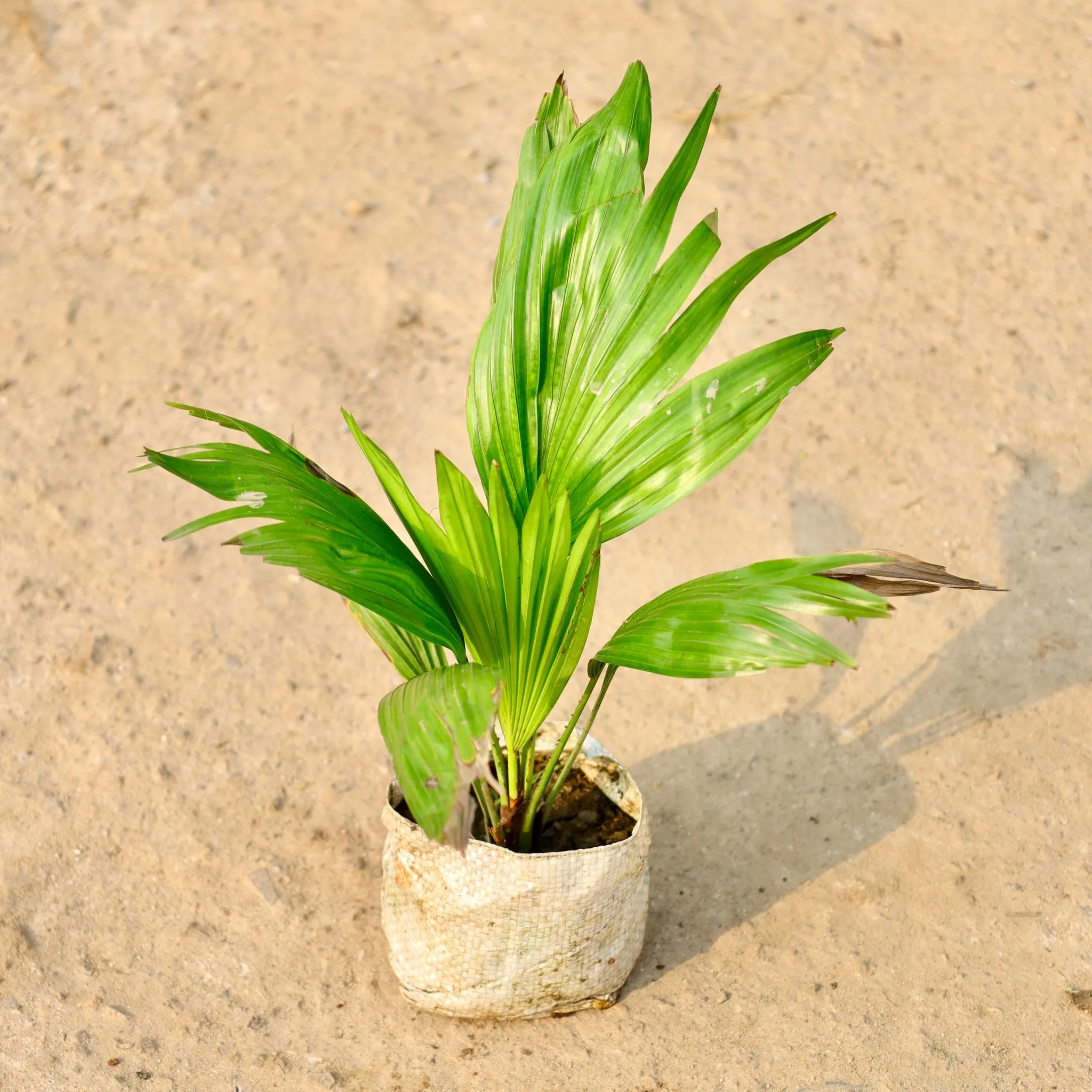 Air Purifying - China palm / Fan Palm in 4 Inch Nursery Bag