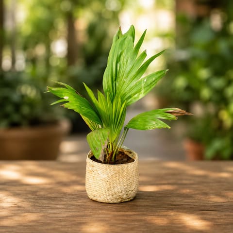China palm / Fan Palm in 4 Inch Nursery Bag
