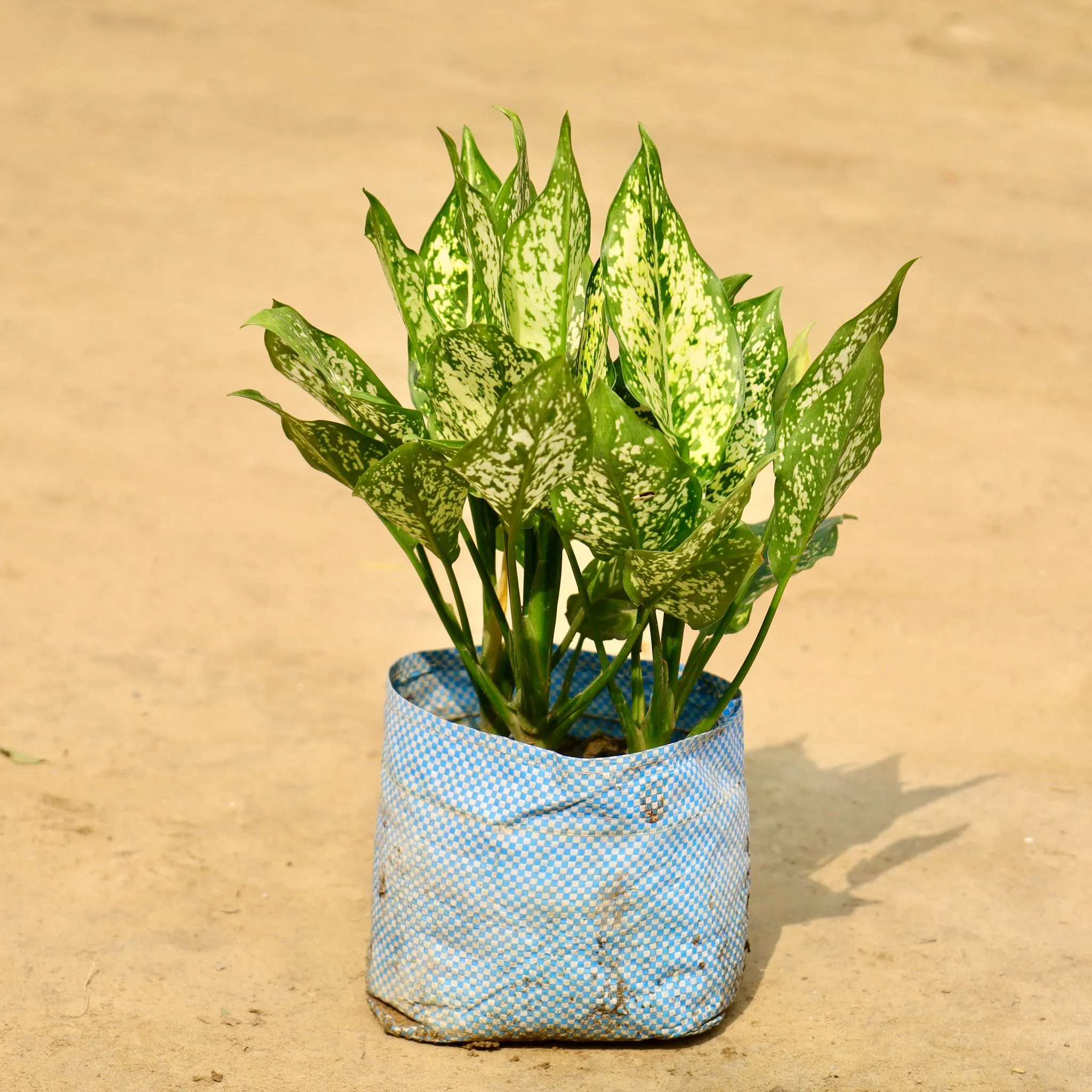 Aglaonema Snow White in 8 Inch Nursery Bag