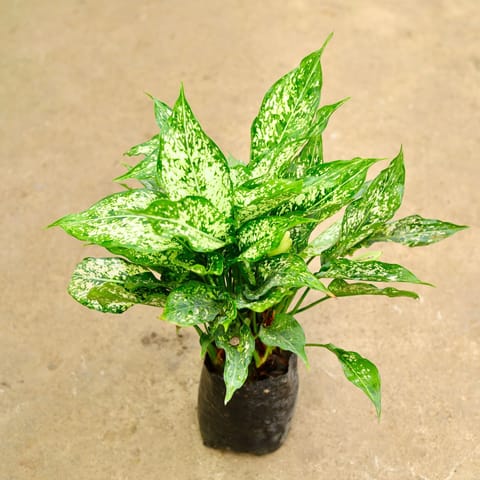 Aglaonema Snow White in 8 Inch Nursery Bag