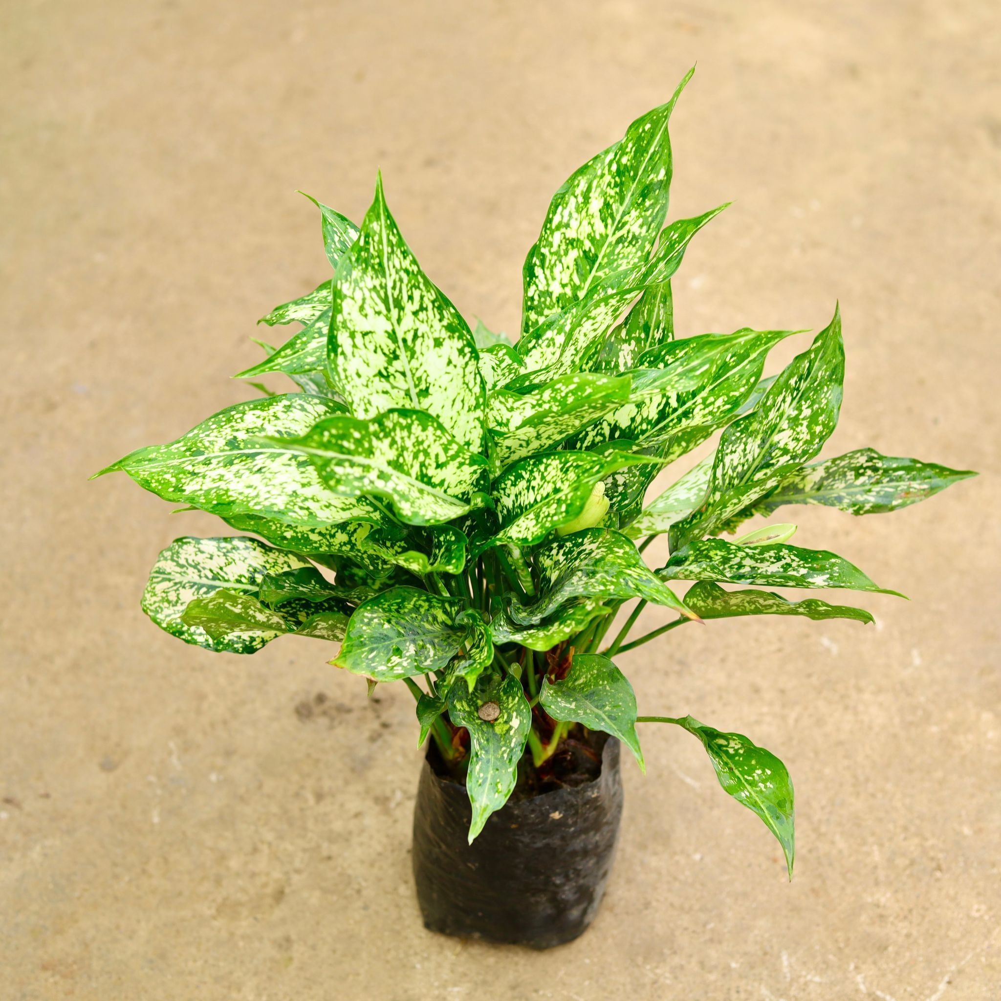 Aglaonema Snow White in 8 Inch Nursery Bag