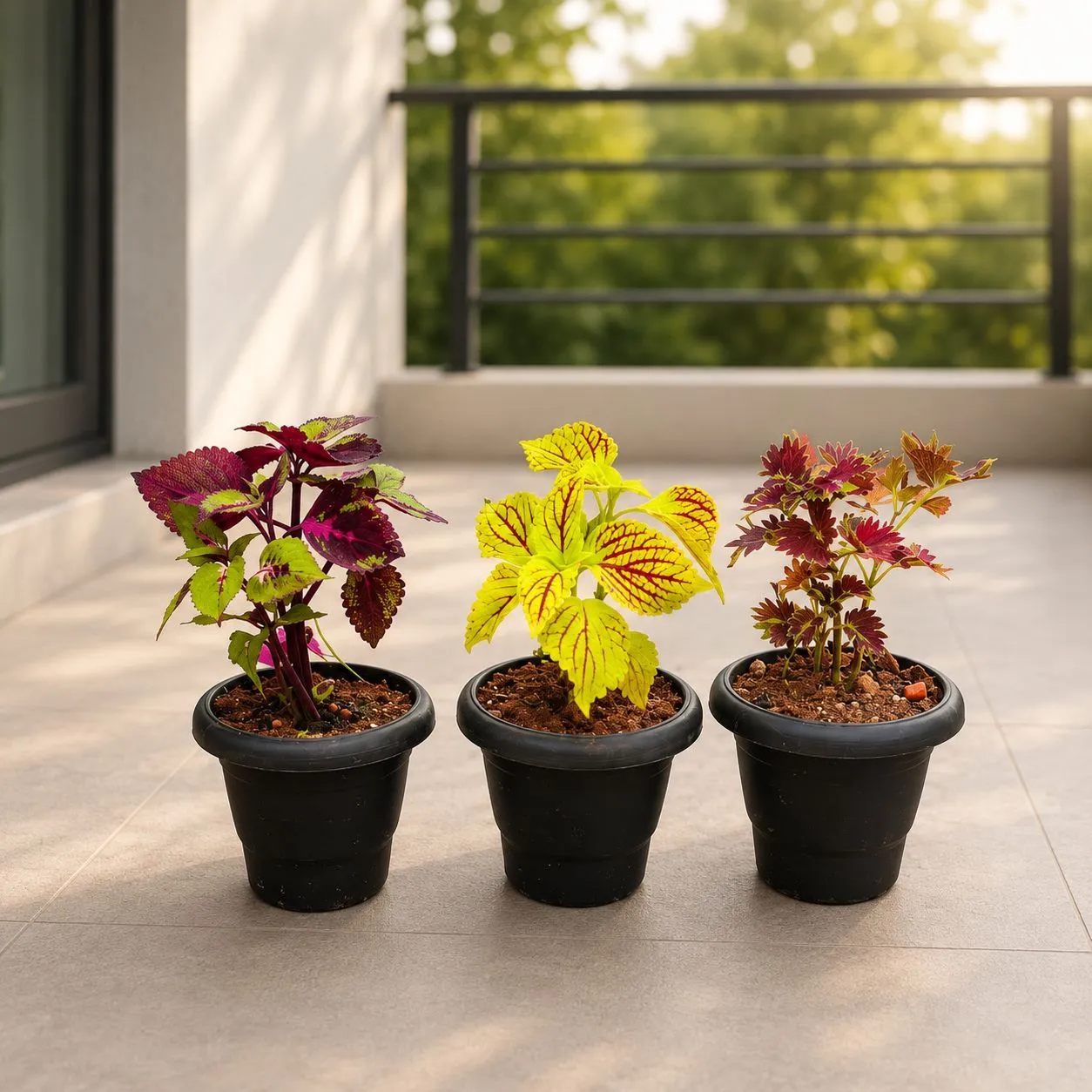 Set of 3 - Coleus (Any Colour) in 4 Inch Black Classy Plastic Pot