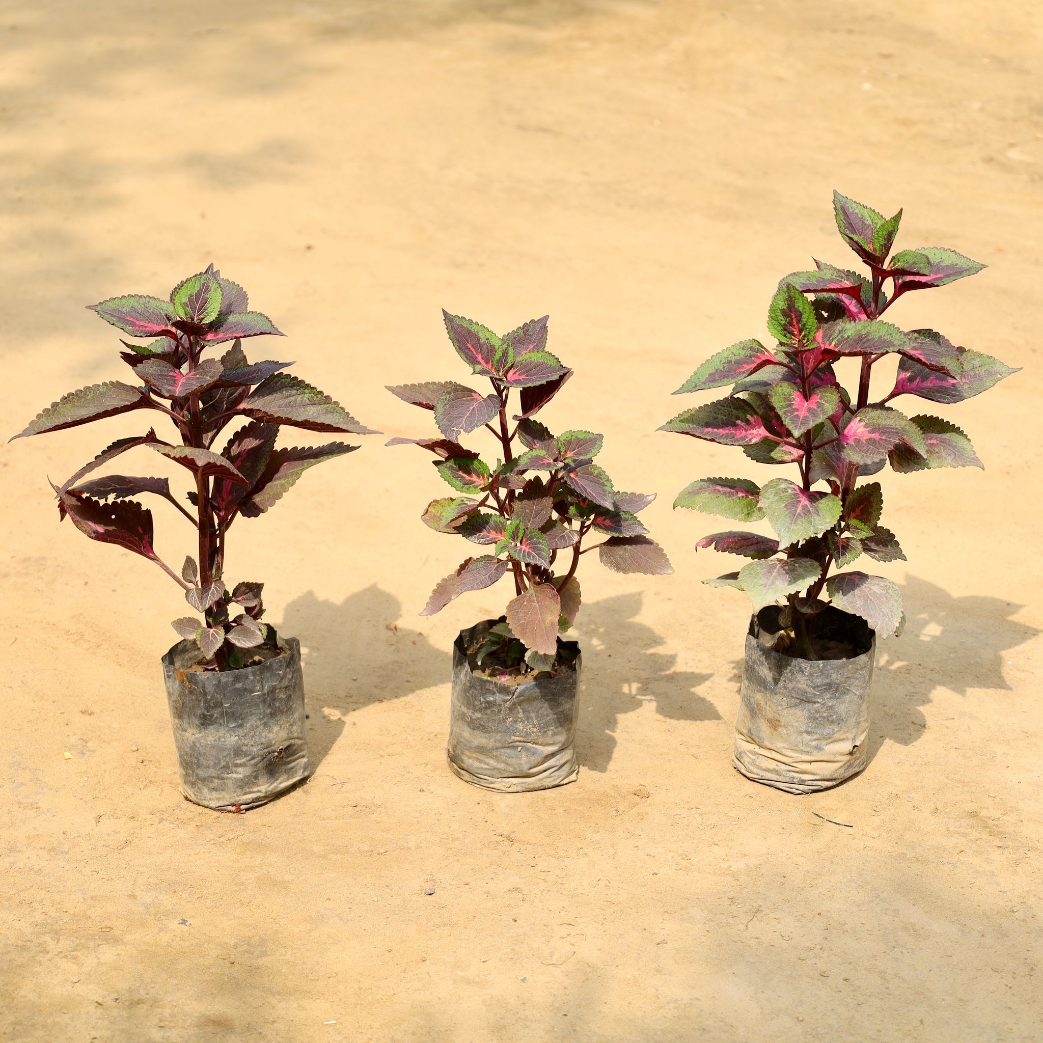 Set of 3 - Coleus (Any Colour) in 4 Inch Nursery Bag