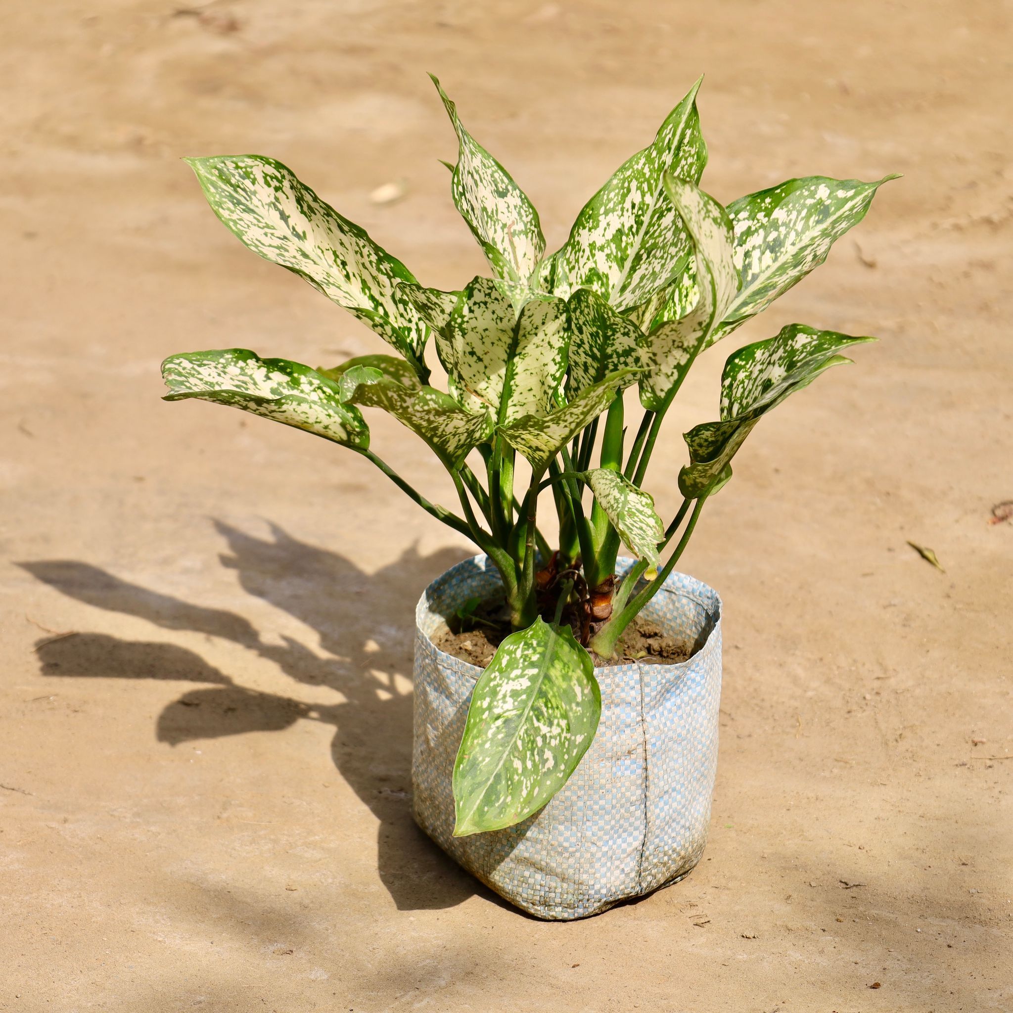 Aglaonema Snow White in 8 Inch Nursery Bag