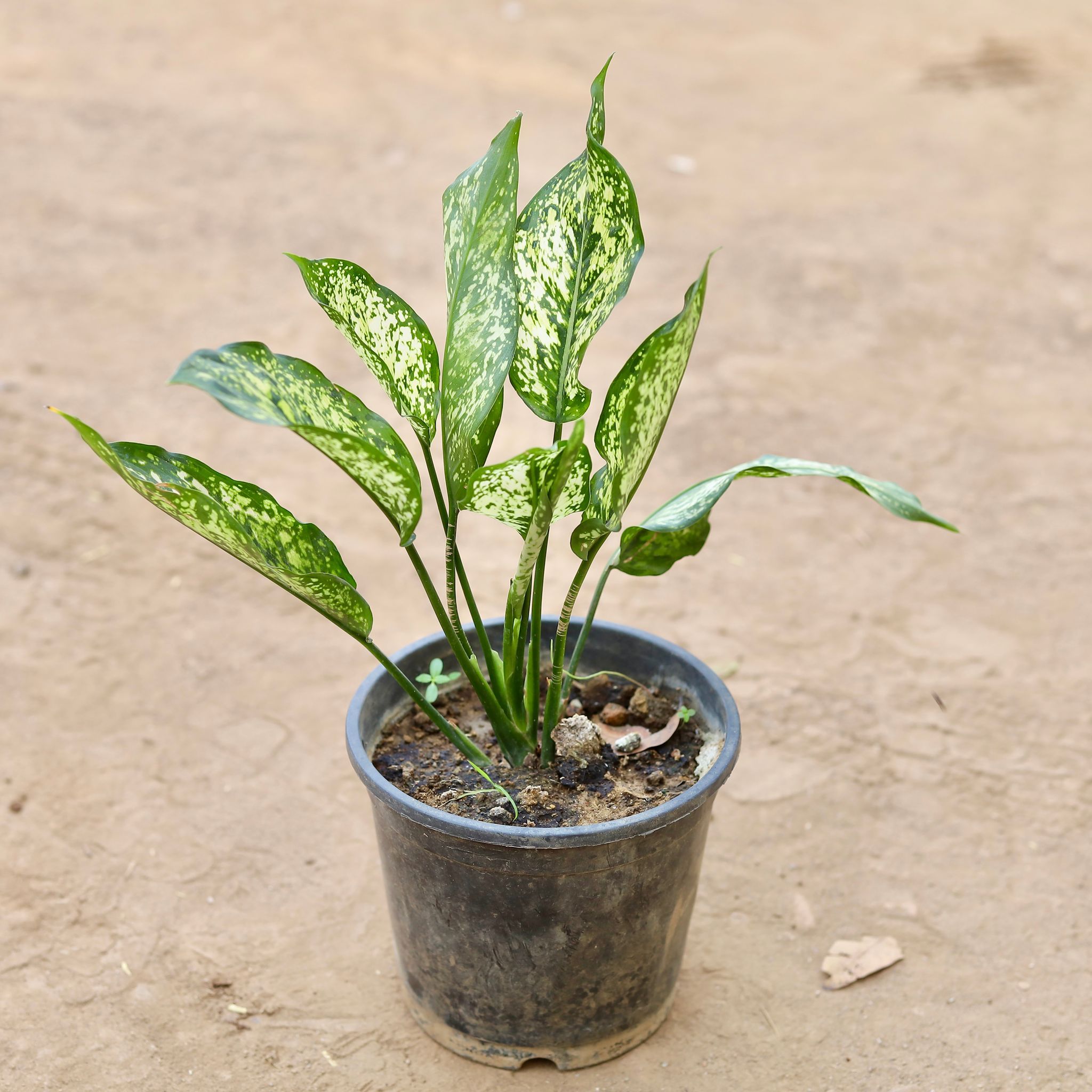 Aglaonema Snow White in 6 Inch Nursery Pot