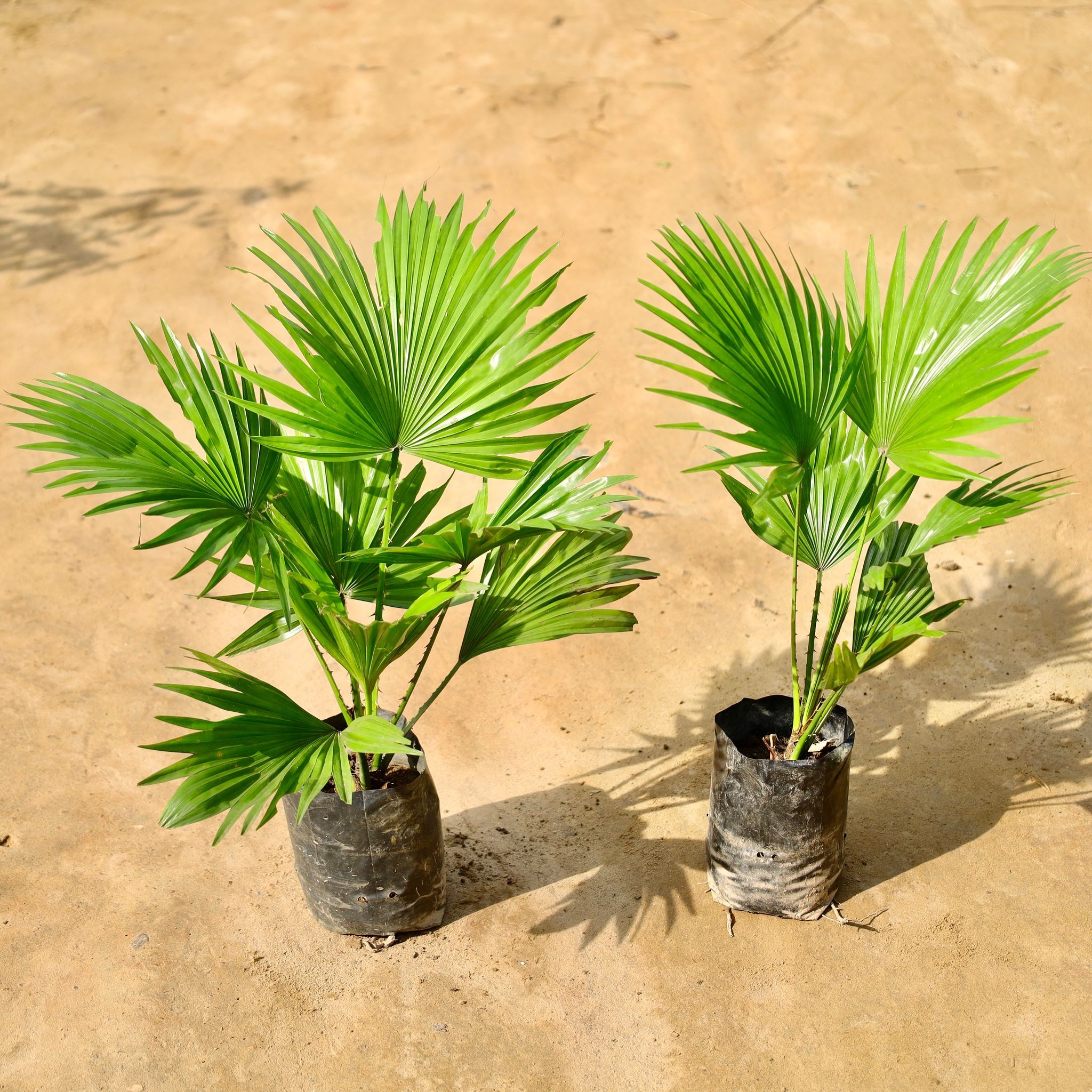 Set of 2 - China Palm in 4 Inch Nursery Bag