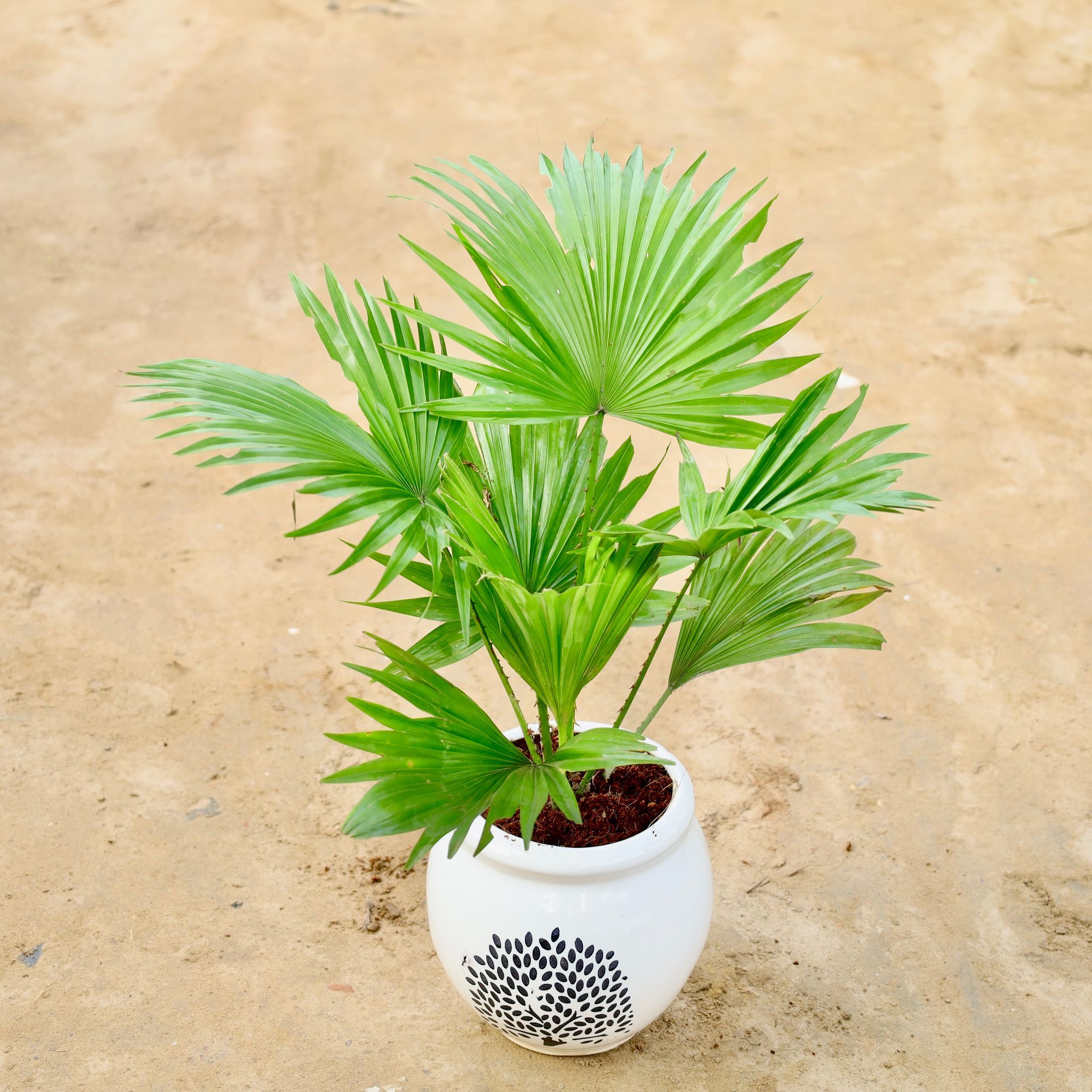 China Palm in 6 Inch Designer Matka Ceramic Pot