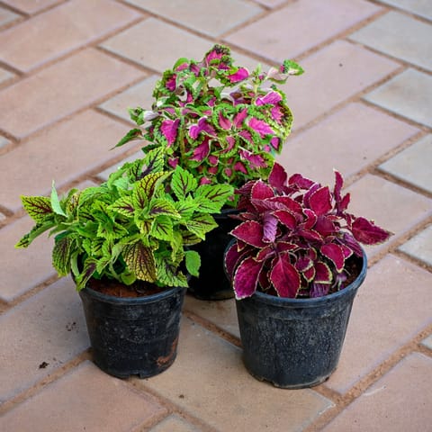 Set of 3 - Coleus (Red, Pink & Green) (any design) in 5 Inch Nursery Pot