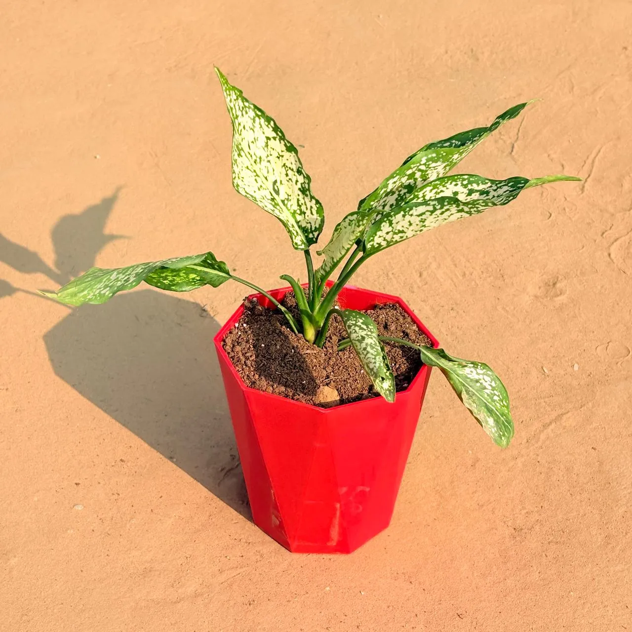 Aglaonema Snow White in 6 Inch Red Diamanti Plastic Pot