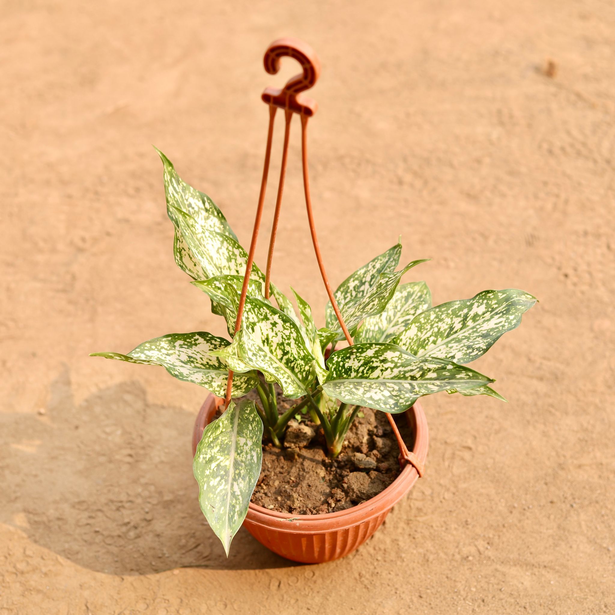 Aglaonema Snow White in 6 Inch Red Hanging Plastic Pot