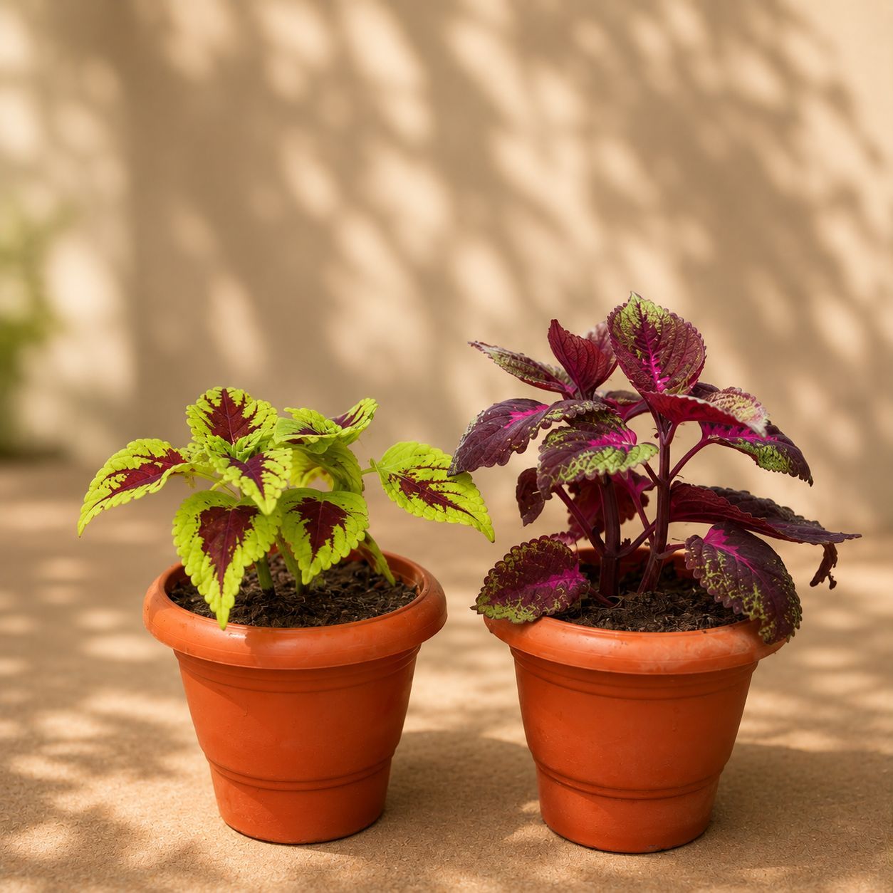 Set of 2 - Coleus (Any Colour) in 4 Inch Classy Red Plastic Pot