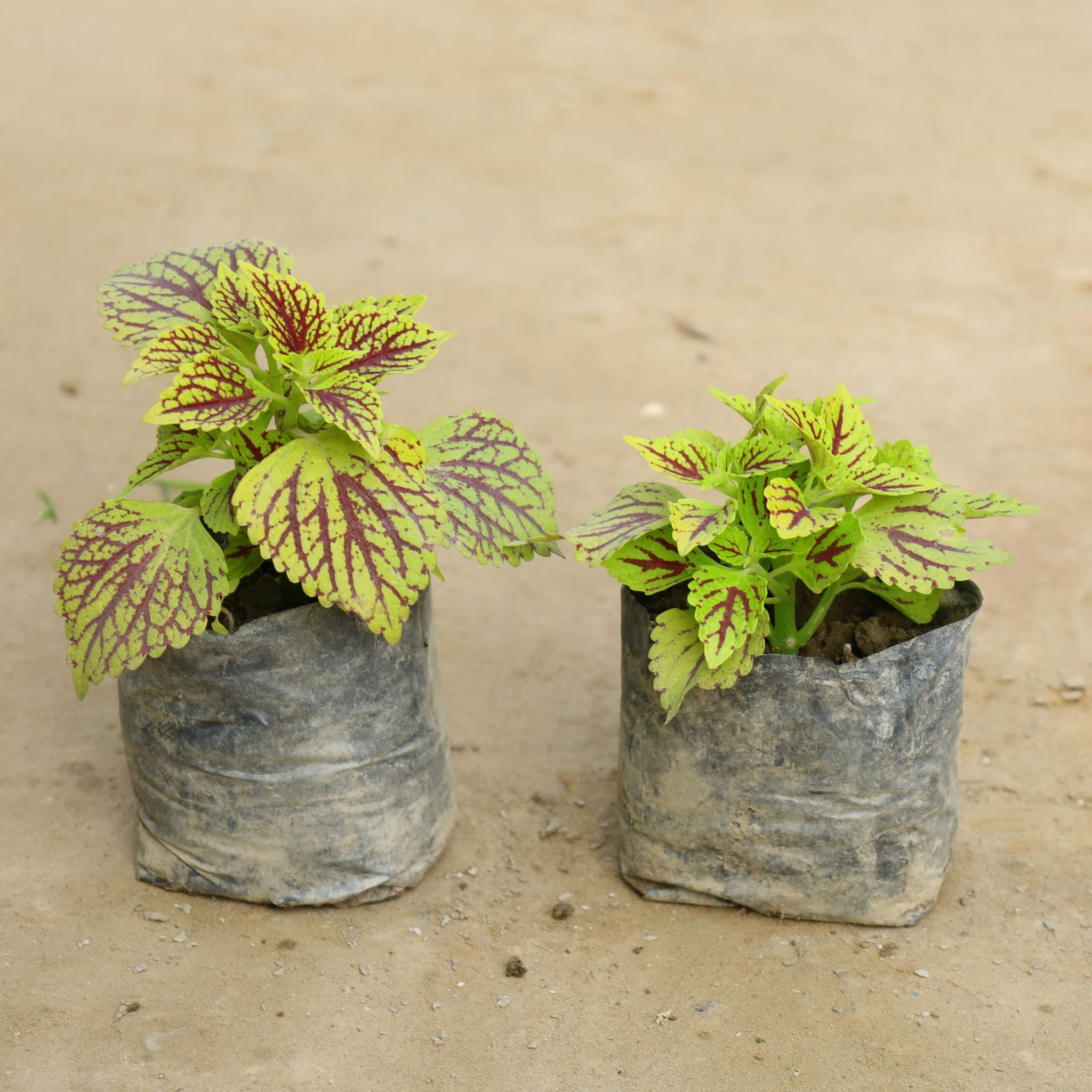 Set of 2 - Coleus (Any Colour) in 4 Inch Nursery Bag