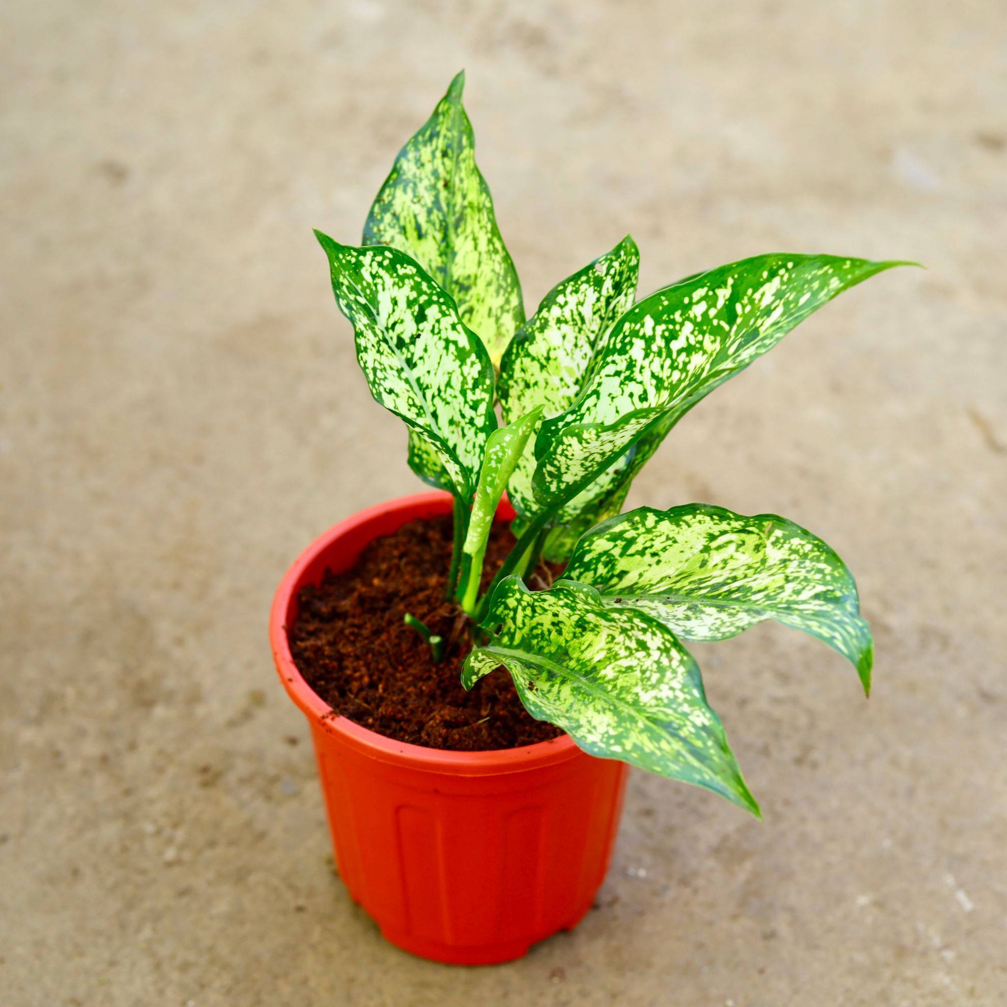 Aglaonema Snow White in 6 Inch Red Super Nursery Pot