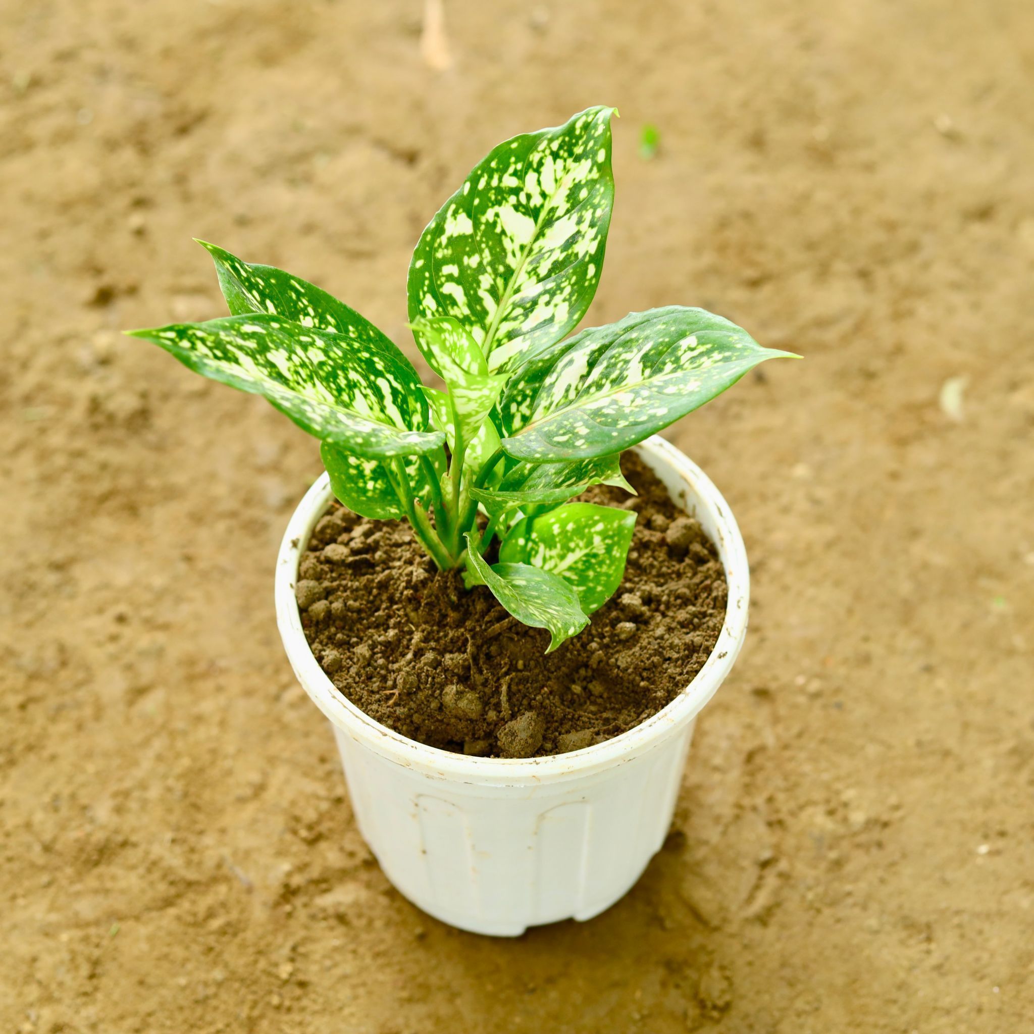 Aglaonema Snow White in 6 Inch Super White Nursery Pot