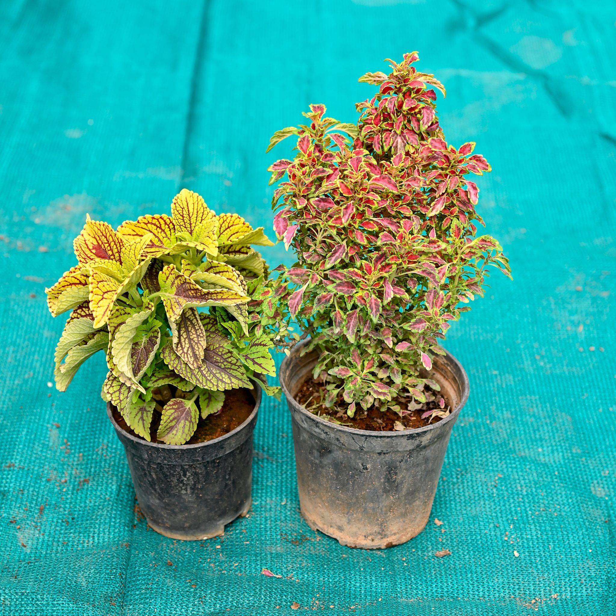 Set of 2 - Coleus (Any Colour) in 5 Inch Nursery Pot