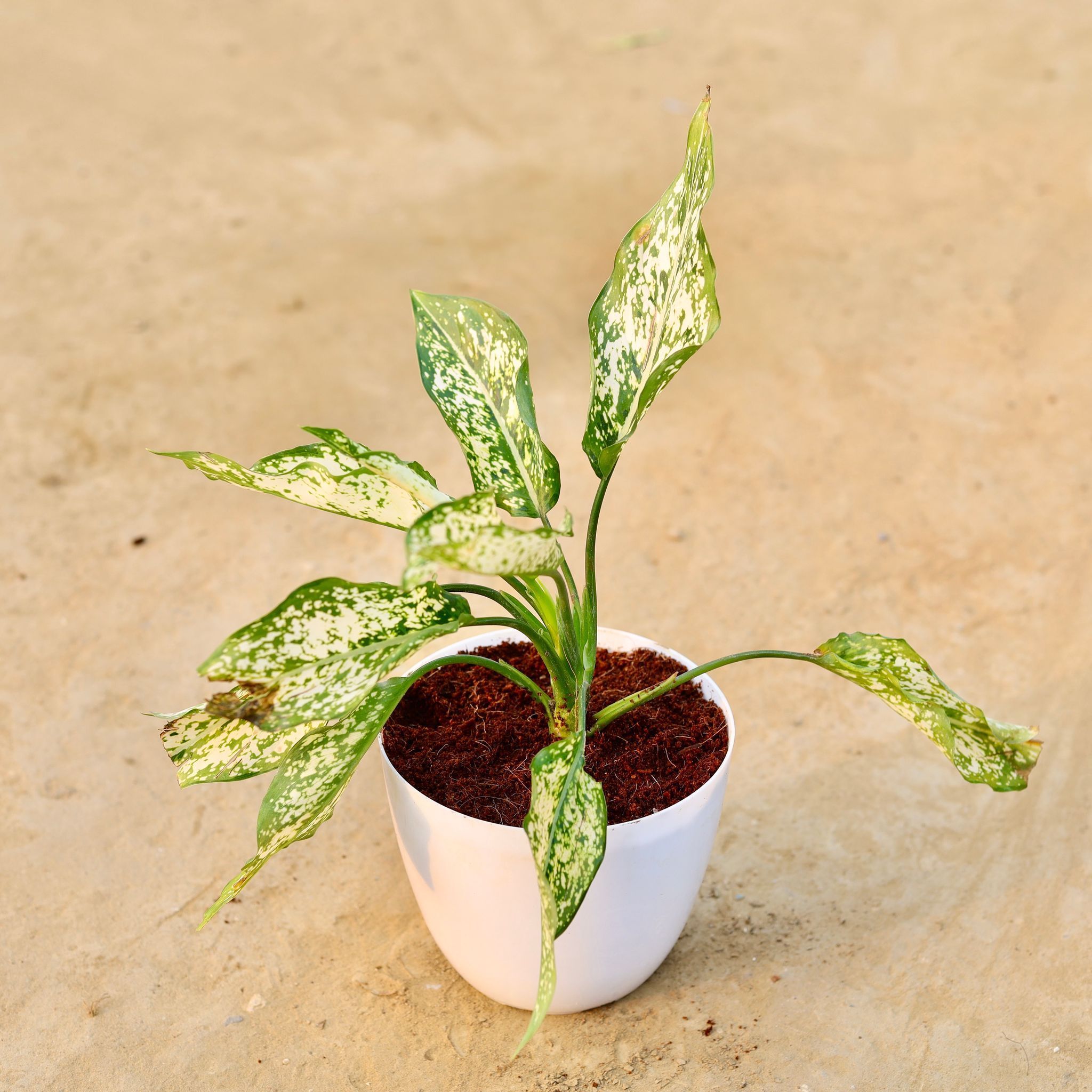 Aglaonema Snow White in 6 Inch White Premium Orchid Round Plastic Pot