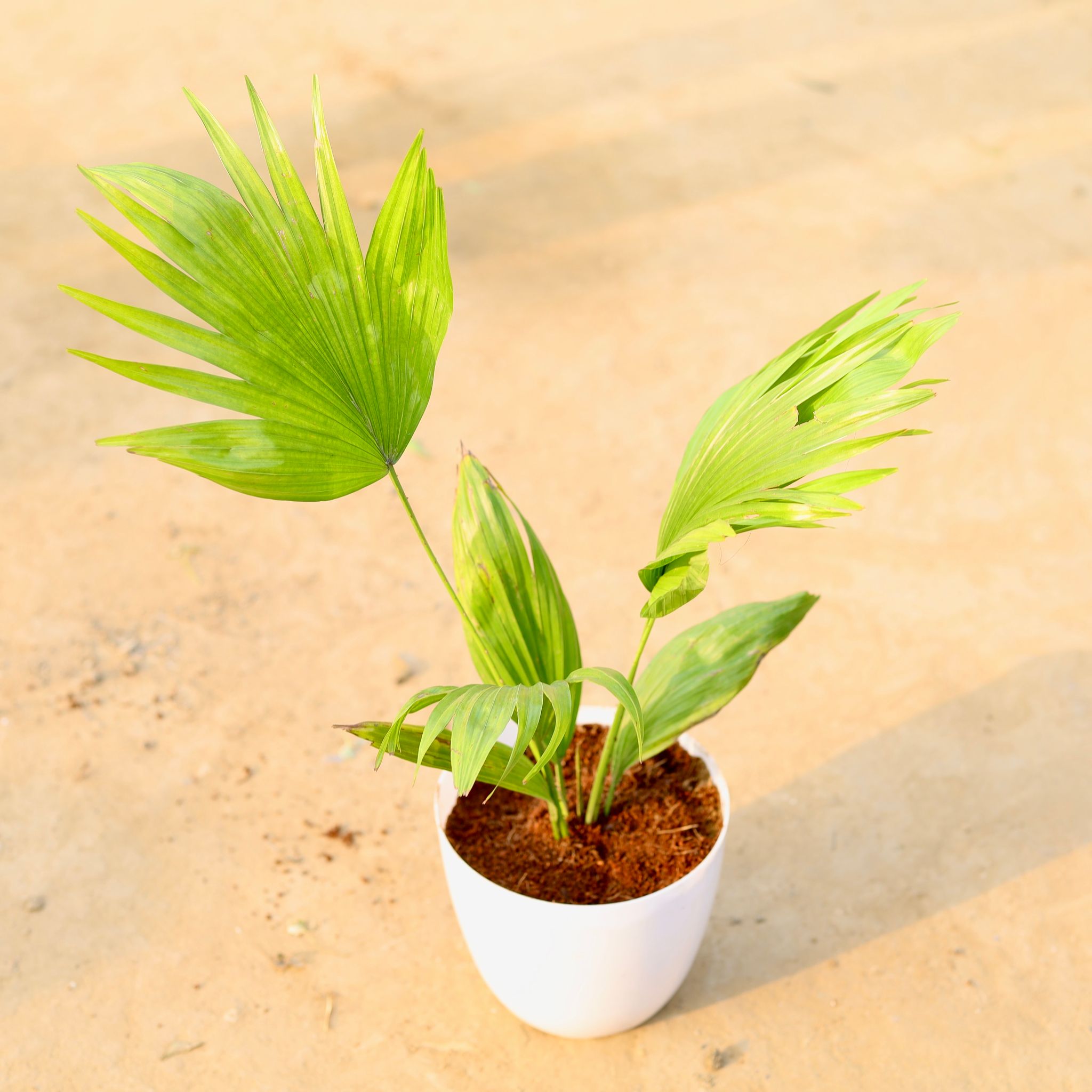 China Palm in 6 Inch White Premium Orchid Round Plastic Pot