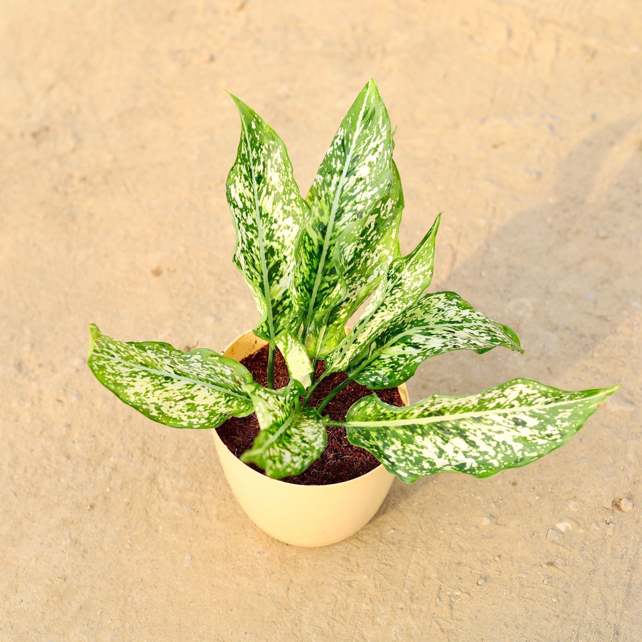Aglaonema snow white in 6 Inch Beige Marble Premium Orchid Round Plastic Pot