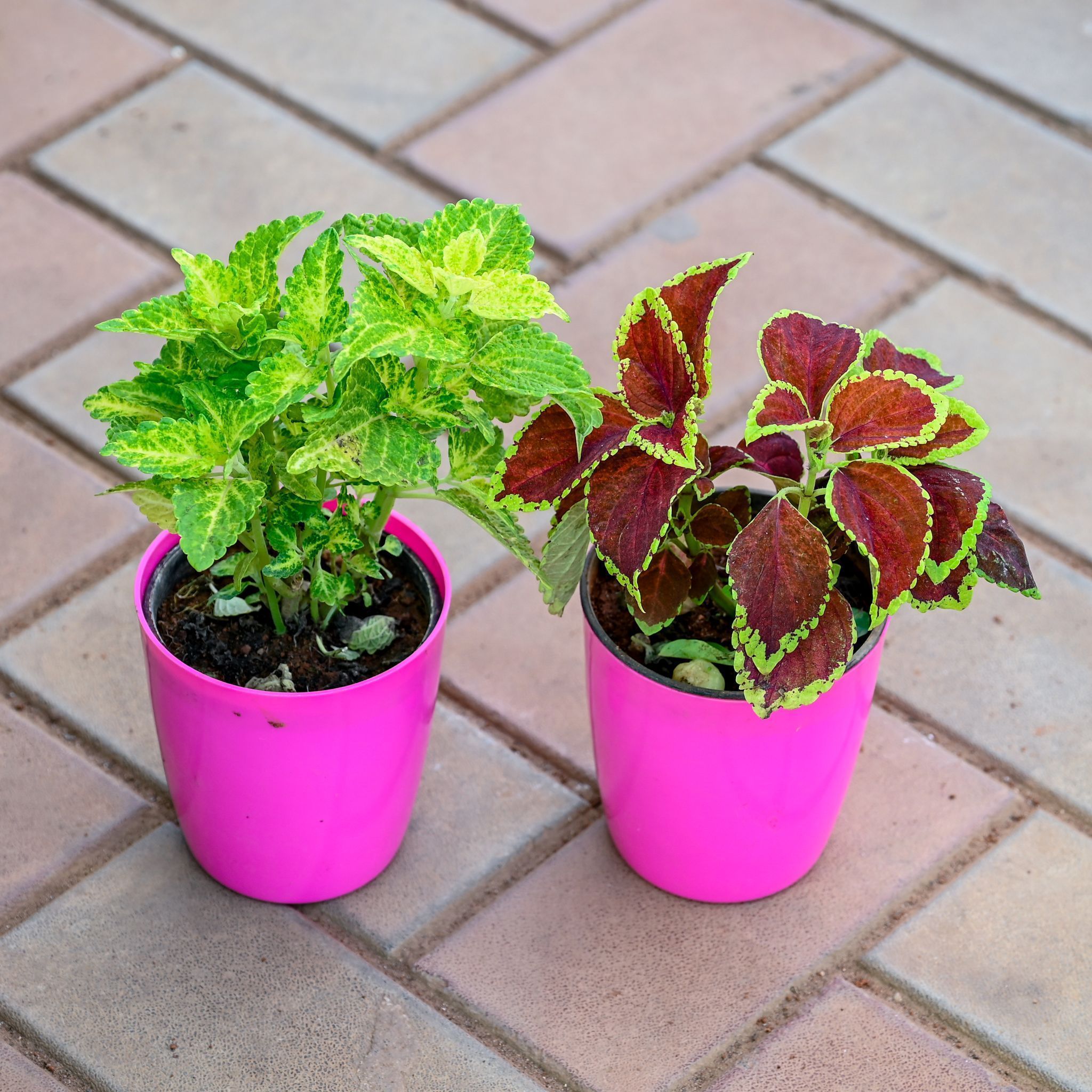Set of 2 - Coleus Green & Brown (any design) in 5 Inch Premium Sphere Plastic Pot (any colour)
