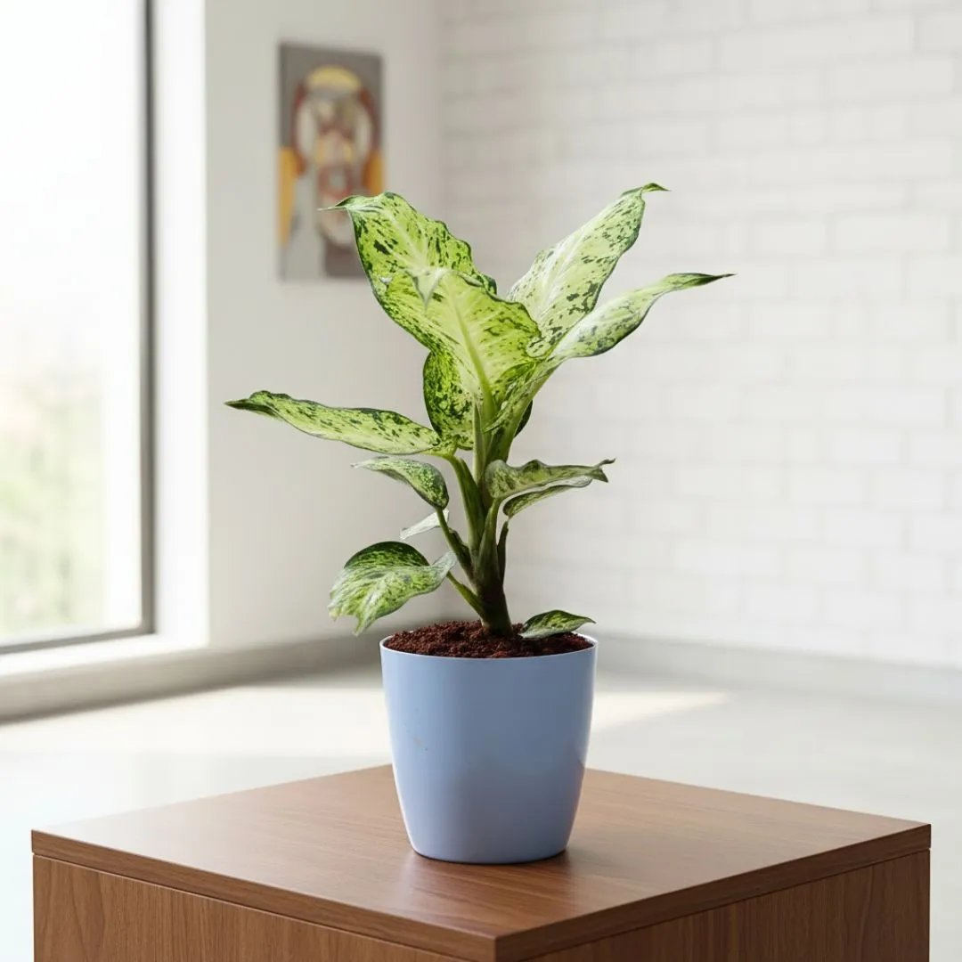 Aglaonema Snow White in 6 Inch Ceramic Balti Planter (any colour)