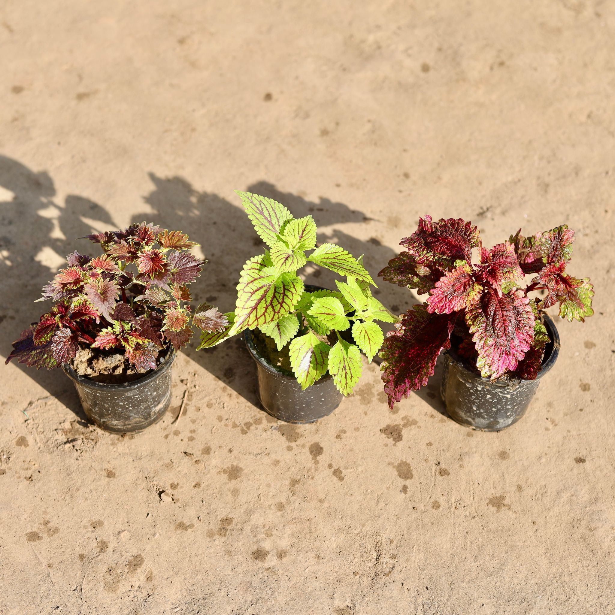 Set Of 2 - Coleus Green, Red Brown & Brown in 4 Inch Nursery Pot