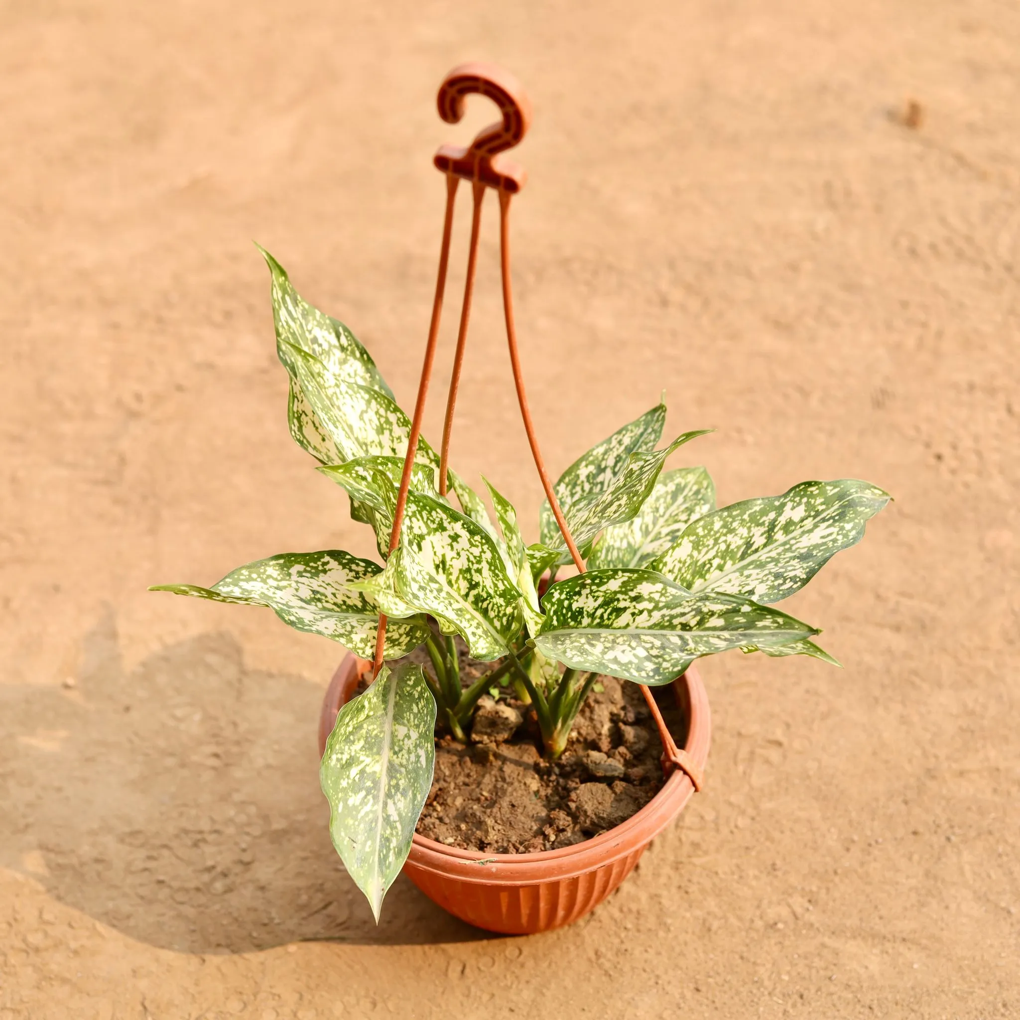 Aglaonema Snow White in 6 Inch Hanging Basket