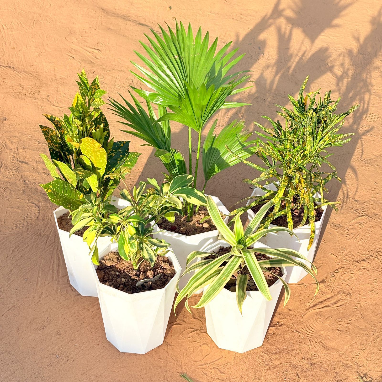 Set of 5 - Baby Croton, China / Fan Palm, Chironji Croton, Schefflera Variegated & Song of India in 6 Inch Marble White Diamanti Plastic Pot