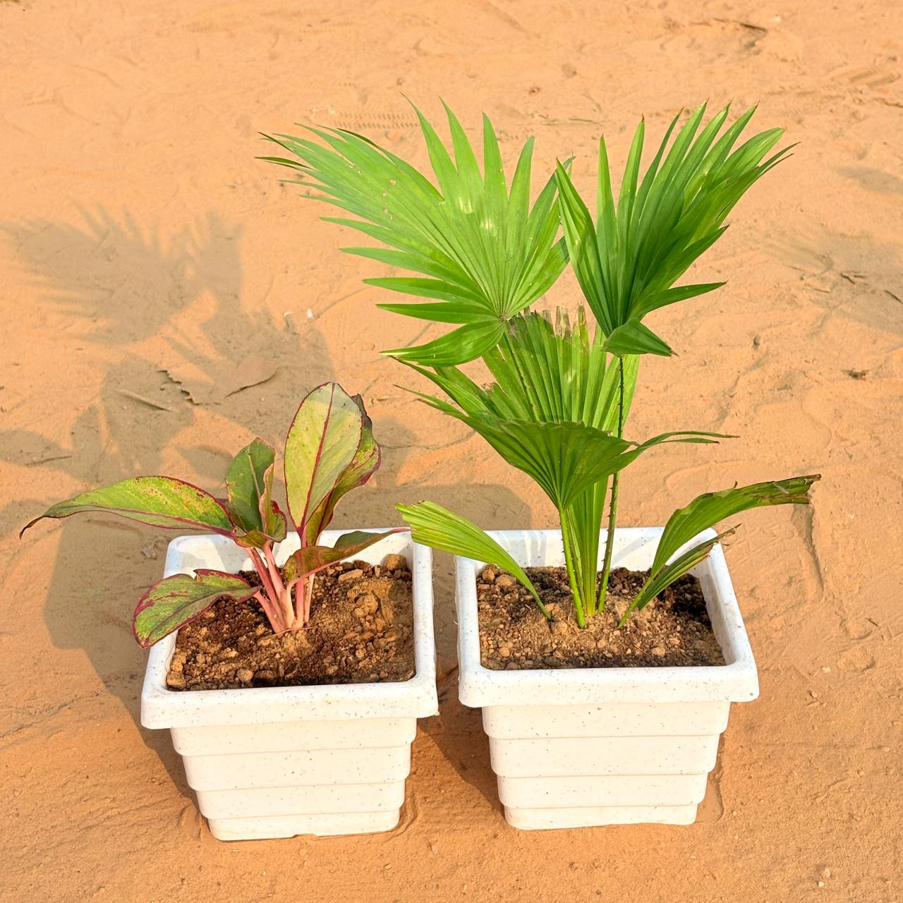 Set of 2 - Aglaonema Lipstick & China / Fan Palm in 6 Inch White Marble Premium Orchid Square Plastic Pot