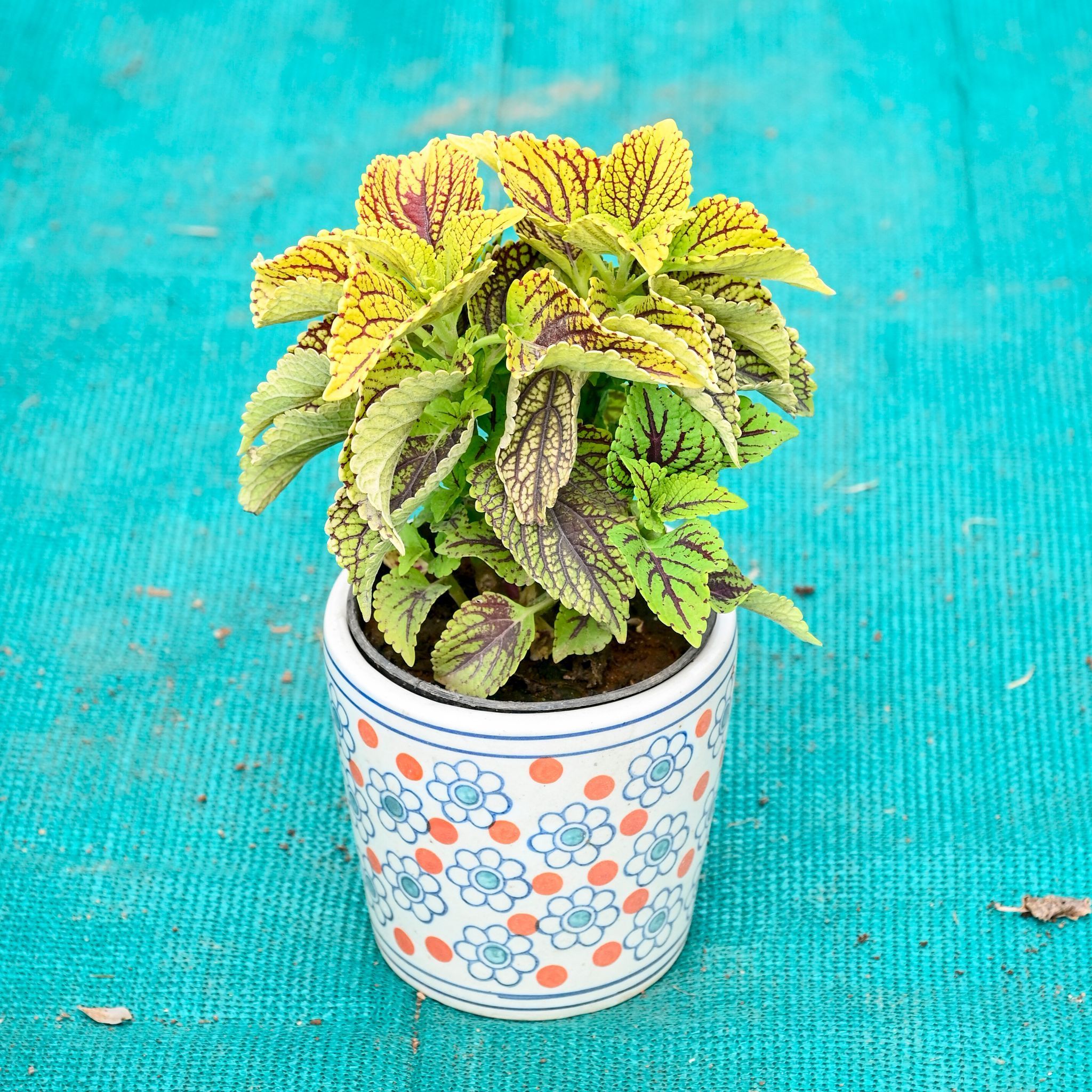 Coleus (Any Colour) in 5 Inch Flora Pop Cup Style Ceramic Pot (Any Colour)