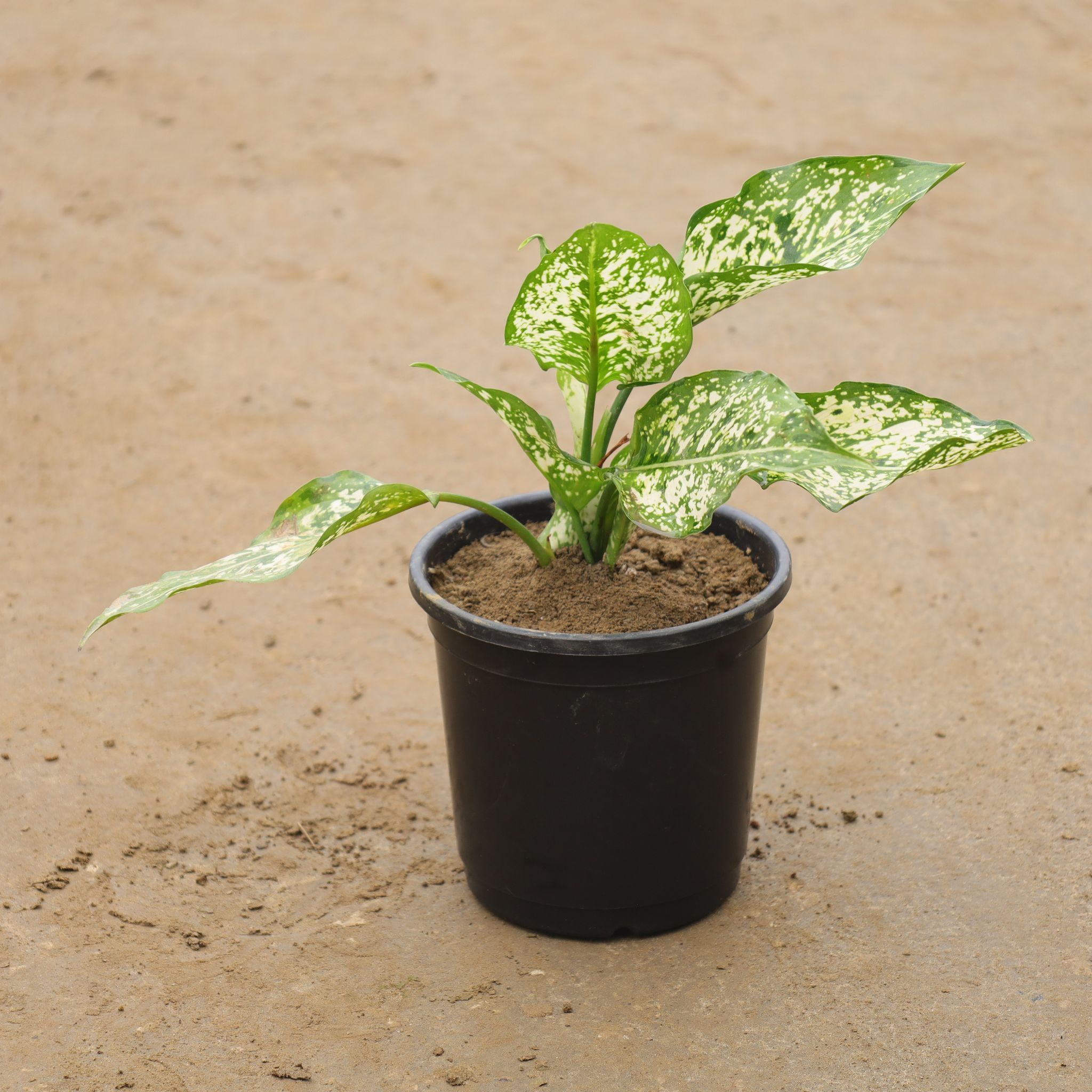 Aglaonema Snow White In 6 Inch Nursery Pot