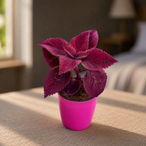 Gift Ready - Coleus Red (any design) in 5 Inch Premium Sphere Plastic Pot (any colour)