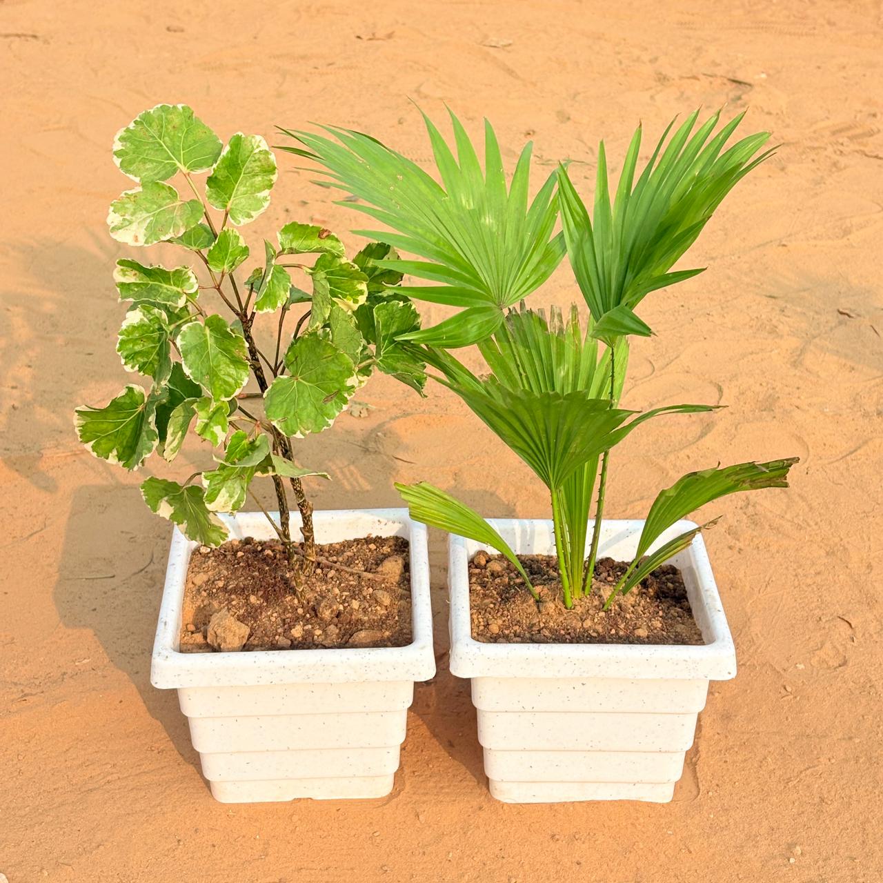Set of 2 - Aralia apple leaf & China / Fan Palm in 6 Inch White Marble Premium Orchid Square Plastic Pot