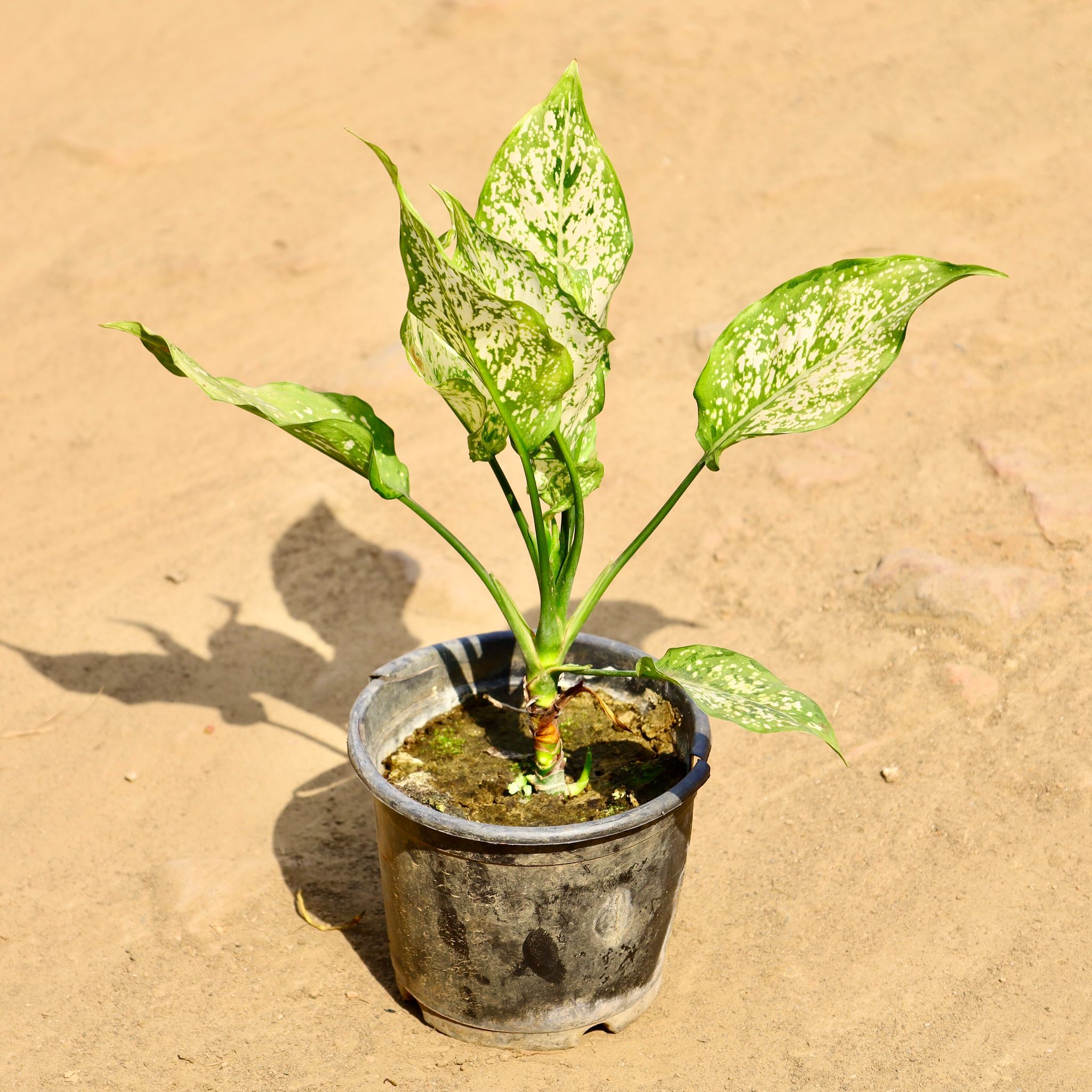 Aglaonema Snow White in 6 Inch Nursery Pot