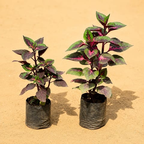 Set of 2 -  Coleus (any colour & Design) in 4 Inch Nursery Bag