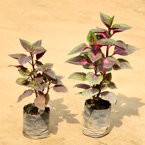 Set of 2 -  Coleus (any colour & Design)in 3 Inch Nursery Bag