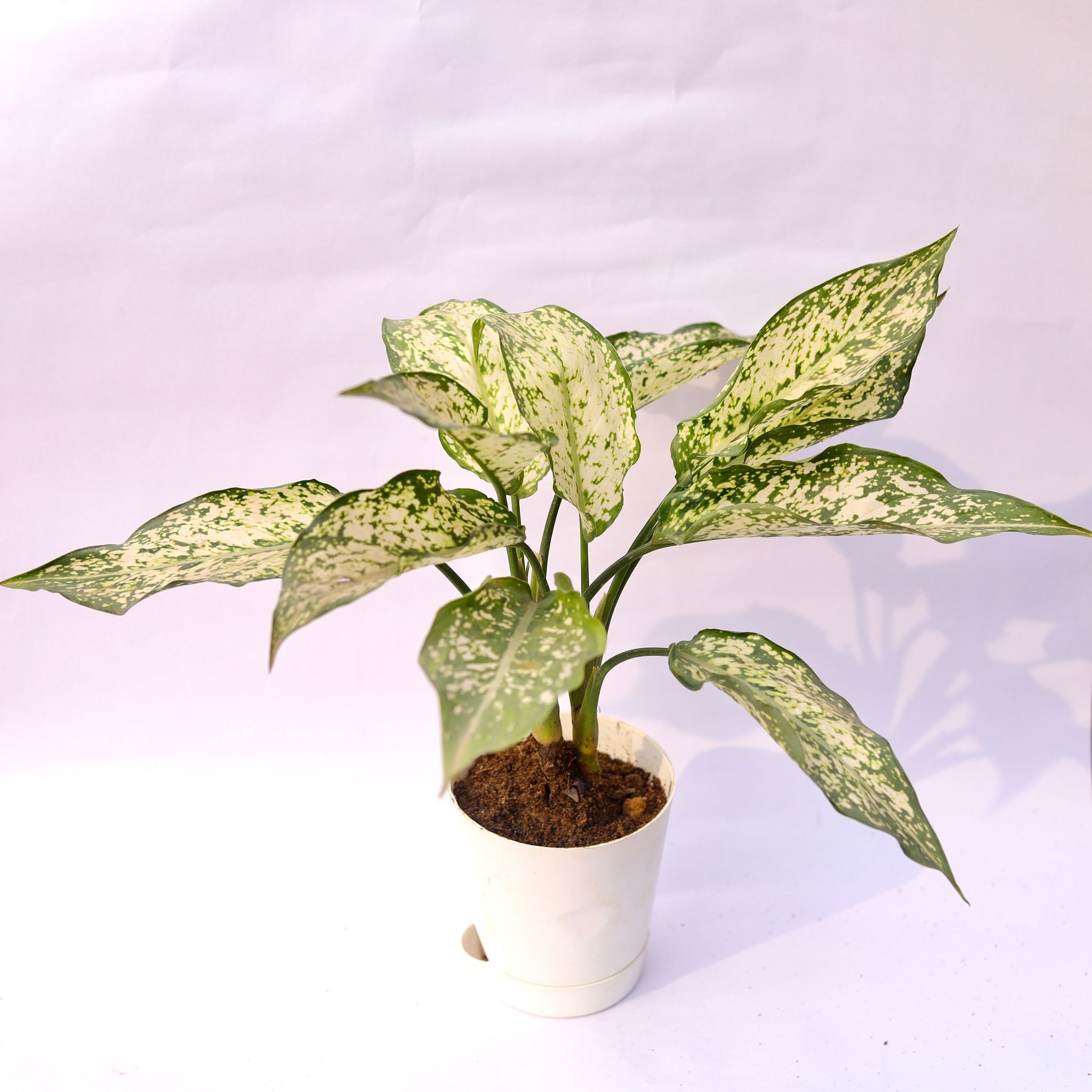 Aglaonema Snow White in 4 Inch White Florence Self Watering Pot