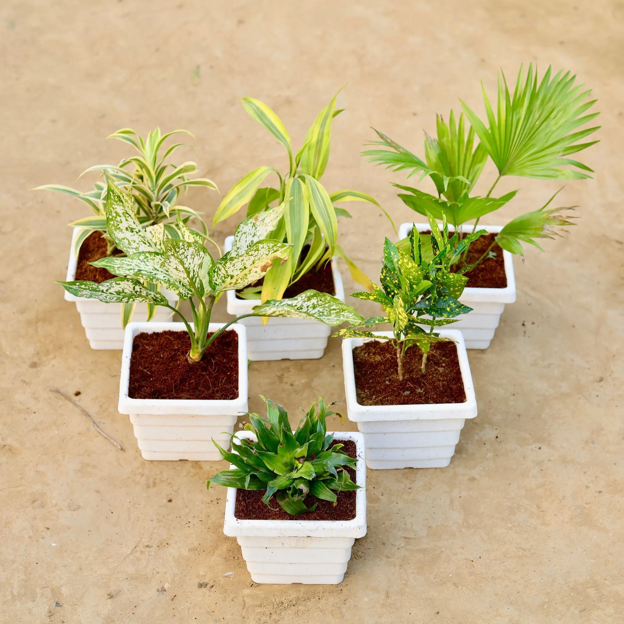 The Jungle Steal - Set of 6 - Song of india, Lucky Bamboo, China Palm, Baby Croton, Aglaonema Snow White & Dracaena Compacta in 6 Inch White Marble Premium Orchid Square Plastic Pot