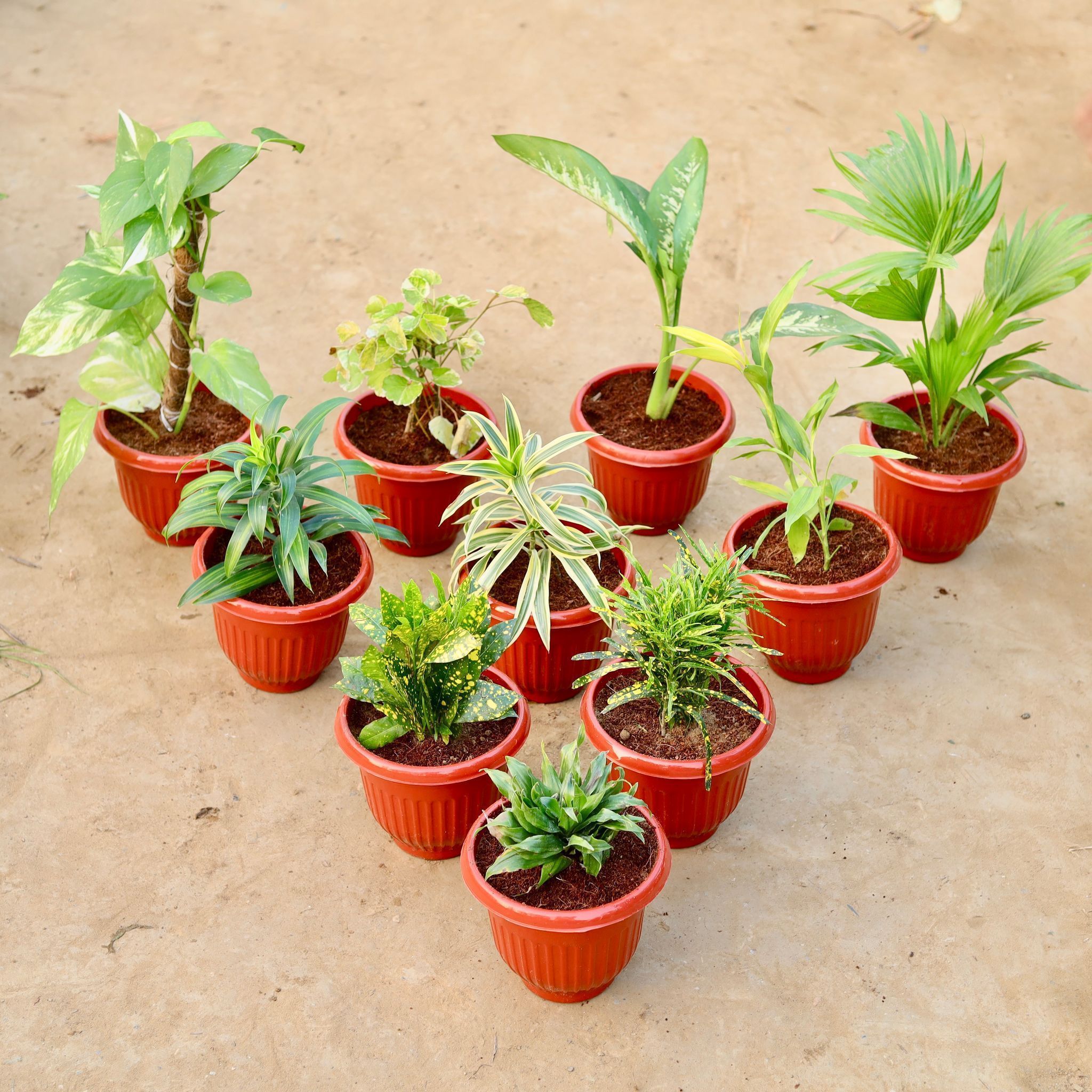 Set of 10 - Money Plant with Moss Stick, Aralia Dinner Plate, Dieffenbachia Seguine, China Palm, Dracaena Messanger, Song of India, Lucky Bamboo, Baby Croton, Chironji Croton & Dracaena Compacta in 8 Inch Terracotta Red Olive Plastic Pot